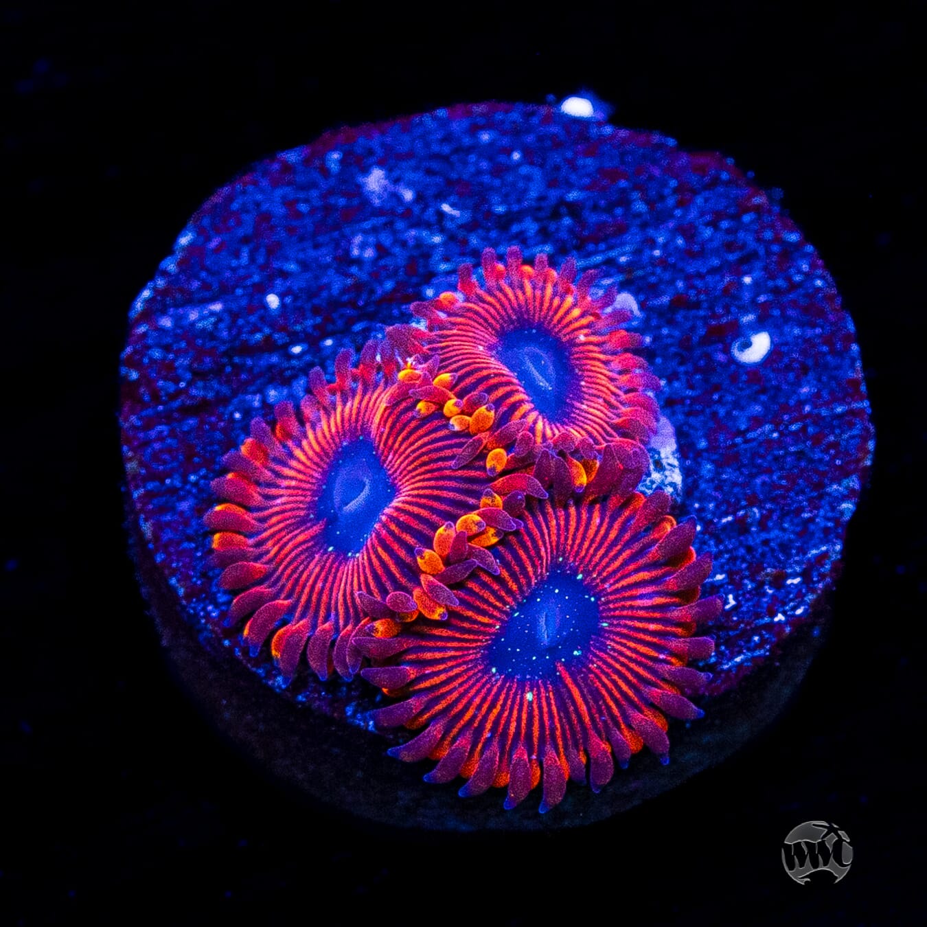 WWC Scarlet Wizard Zoanthids