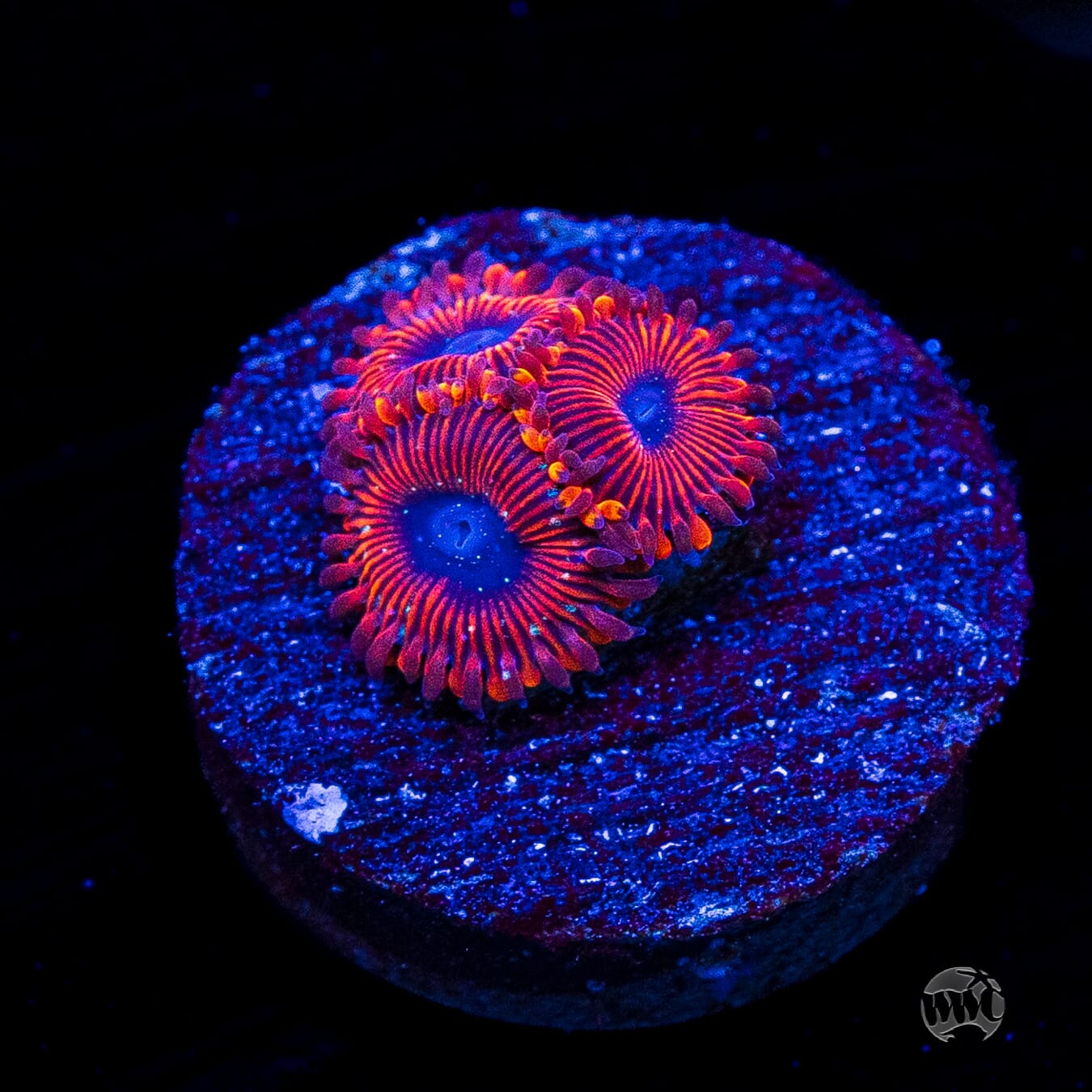 WWC Scarlet Wizard Zoanthids