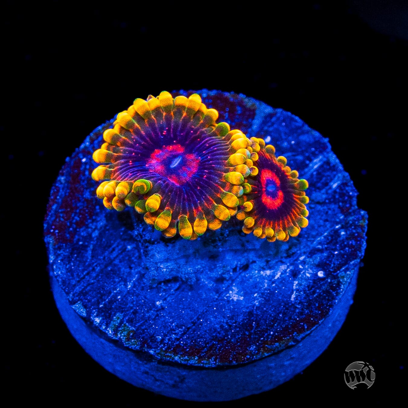Mind Trick Zoanthids