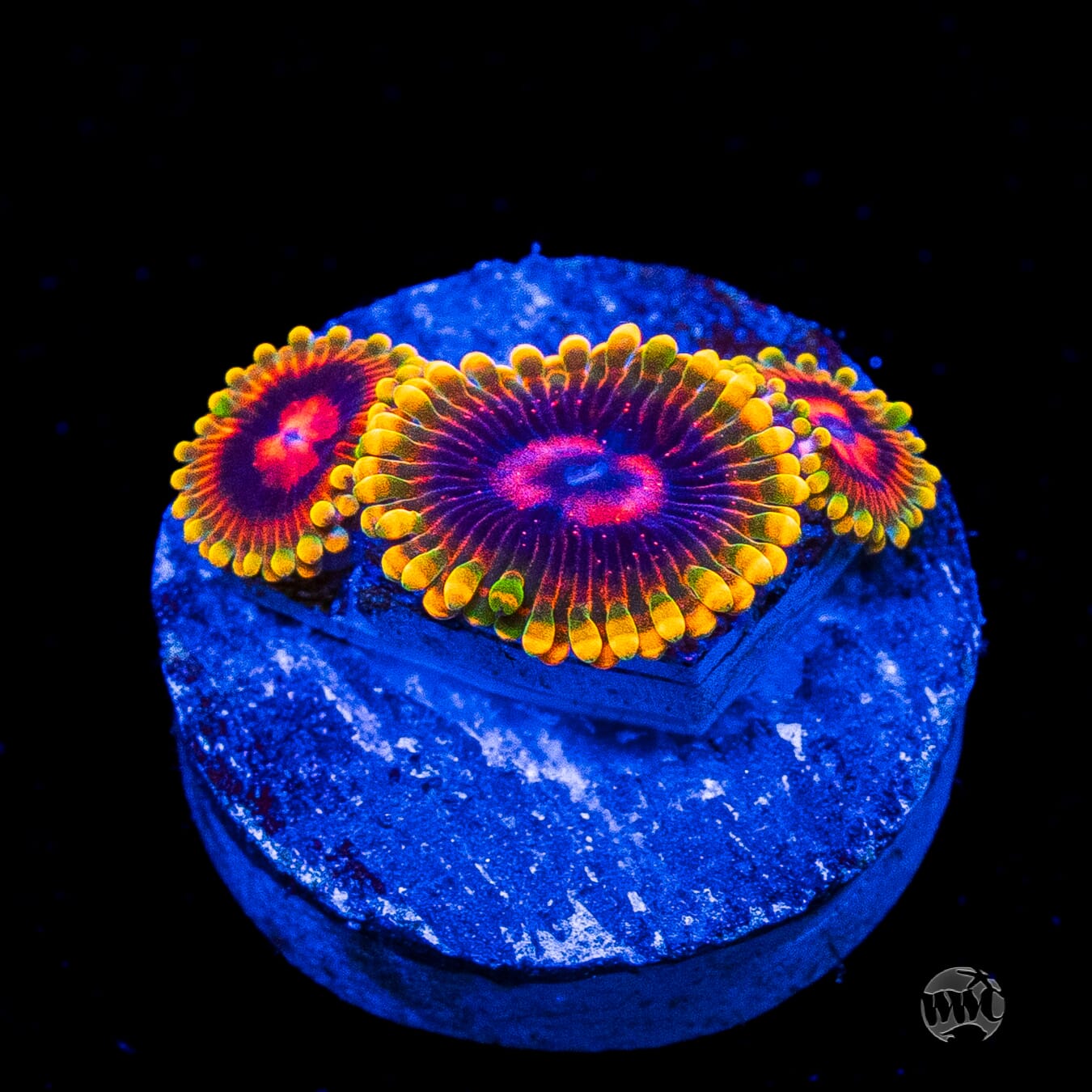 Mind Trick Zoanthids