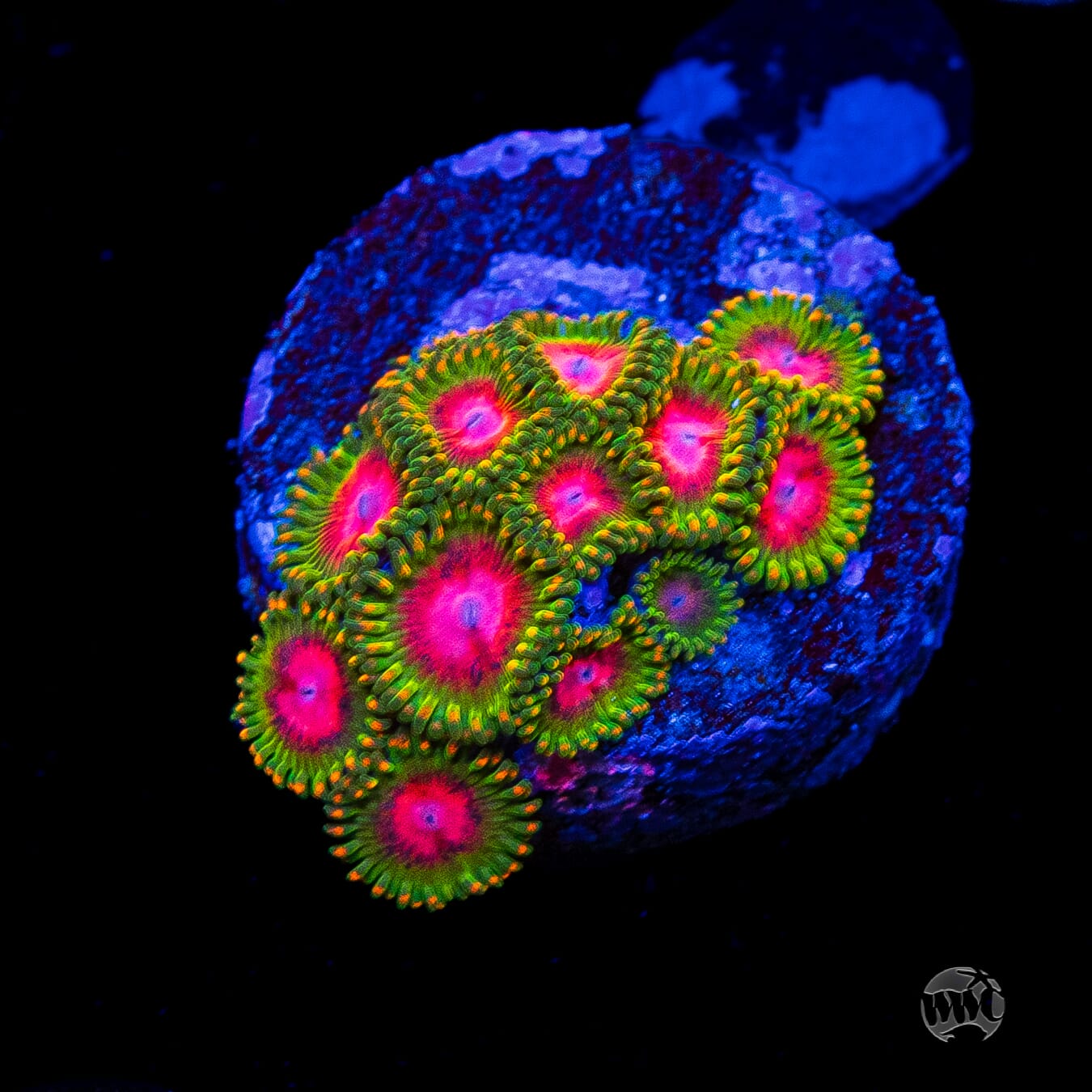 Awesome Blossom Zoanthids