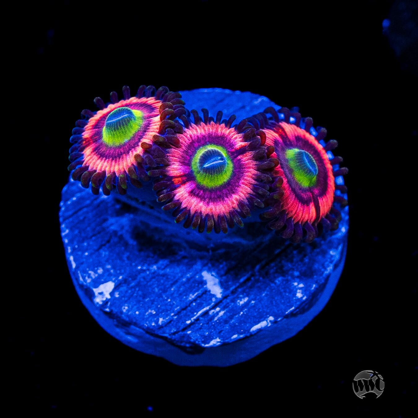 Ultimate Bubblegum Pink Zoanthids