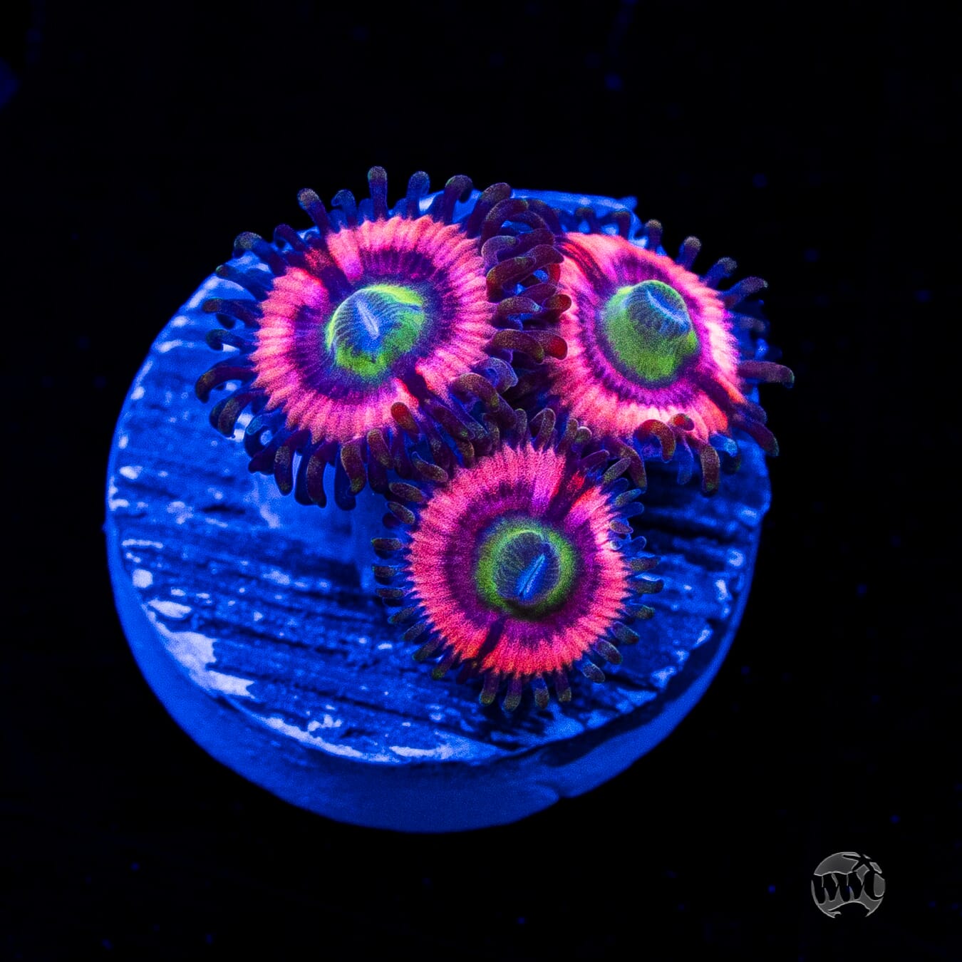 Ultimate Bubblegum Pink Zoanthids