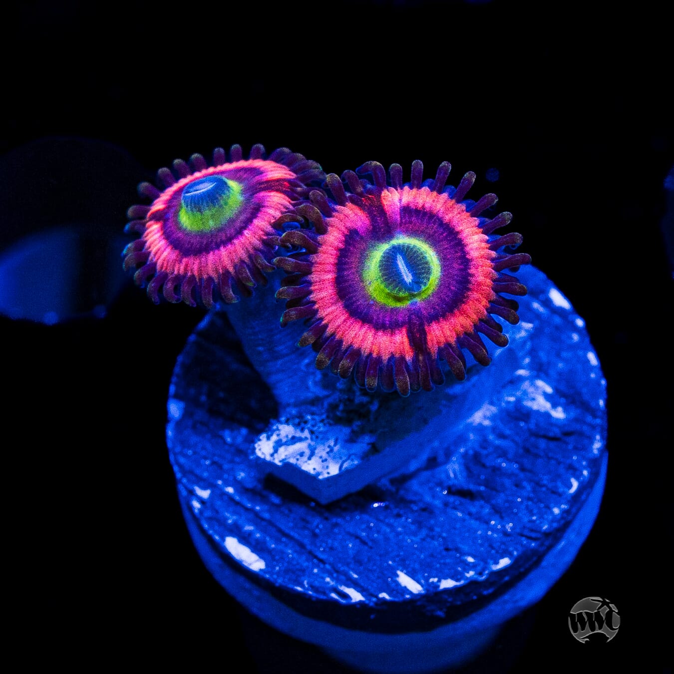 Ultimate Bubblegum Pink Zoanthids