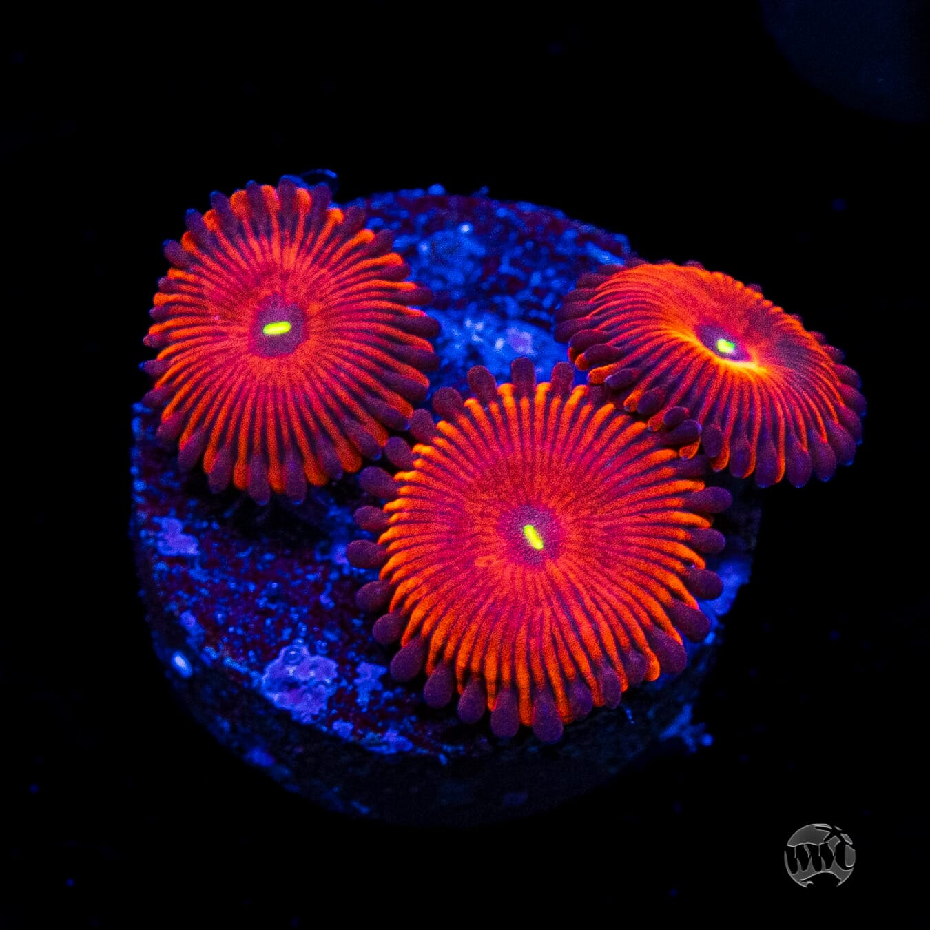 True Red People Eater Zoanthids