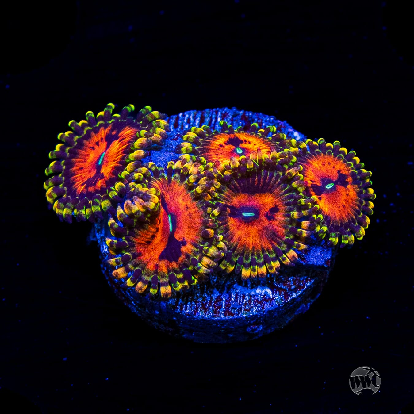 Bowtie Blaster Zoanthids