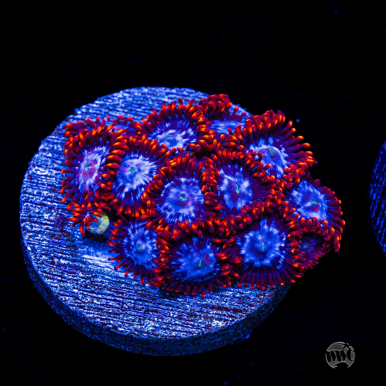 Fire and Ice Zoanthids
