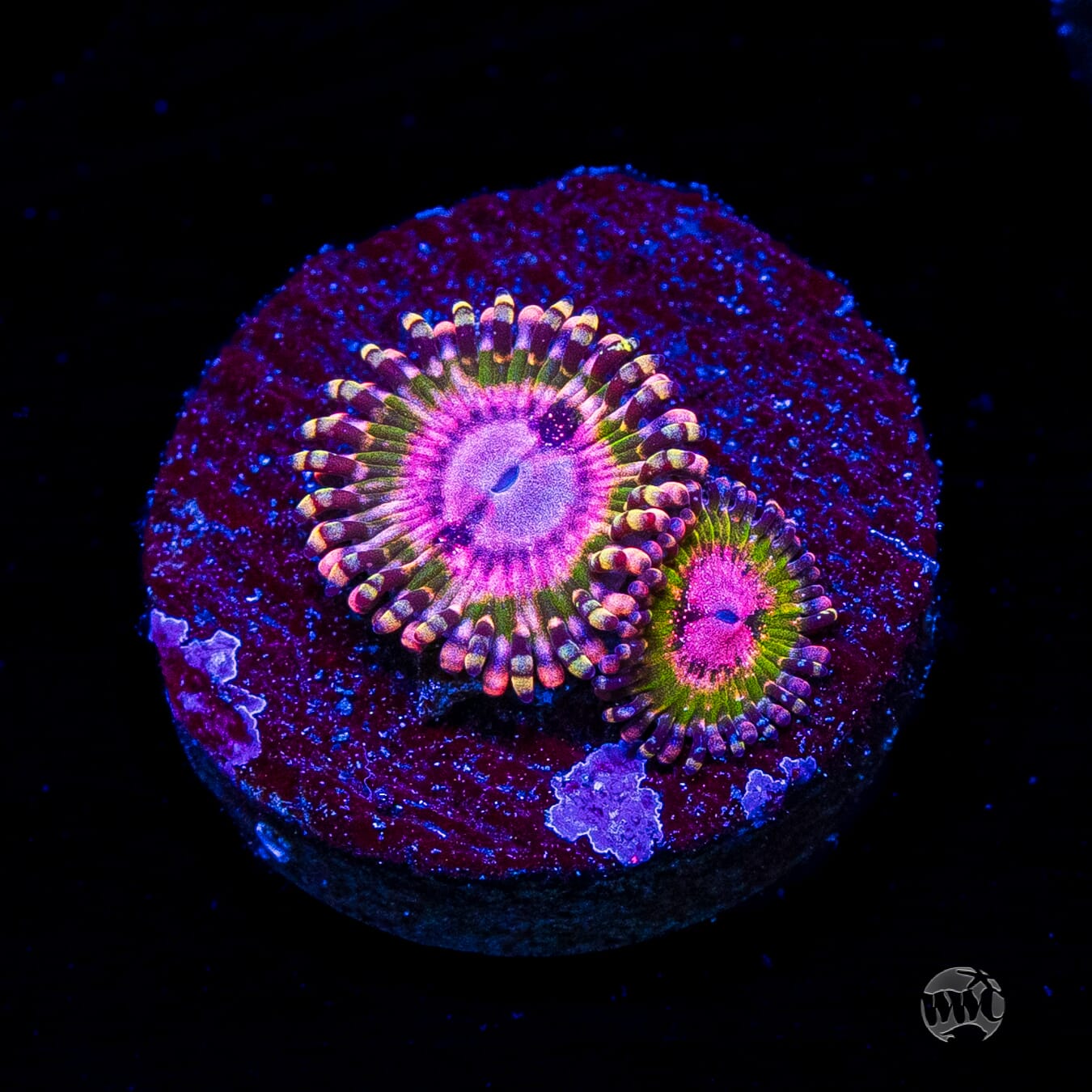 WWC Pink Krakatoa Zoanthids