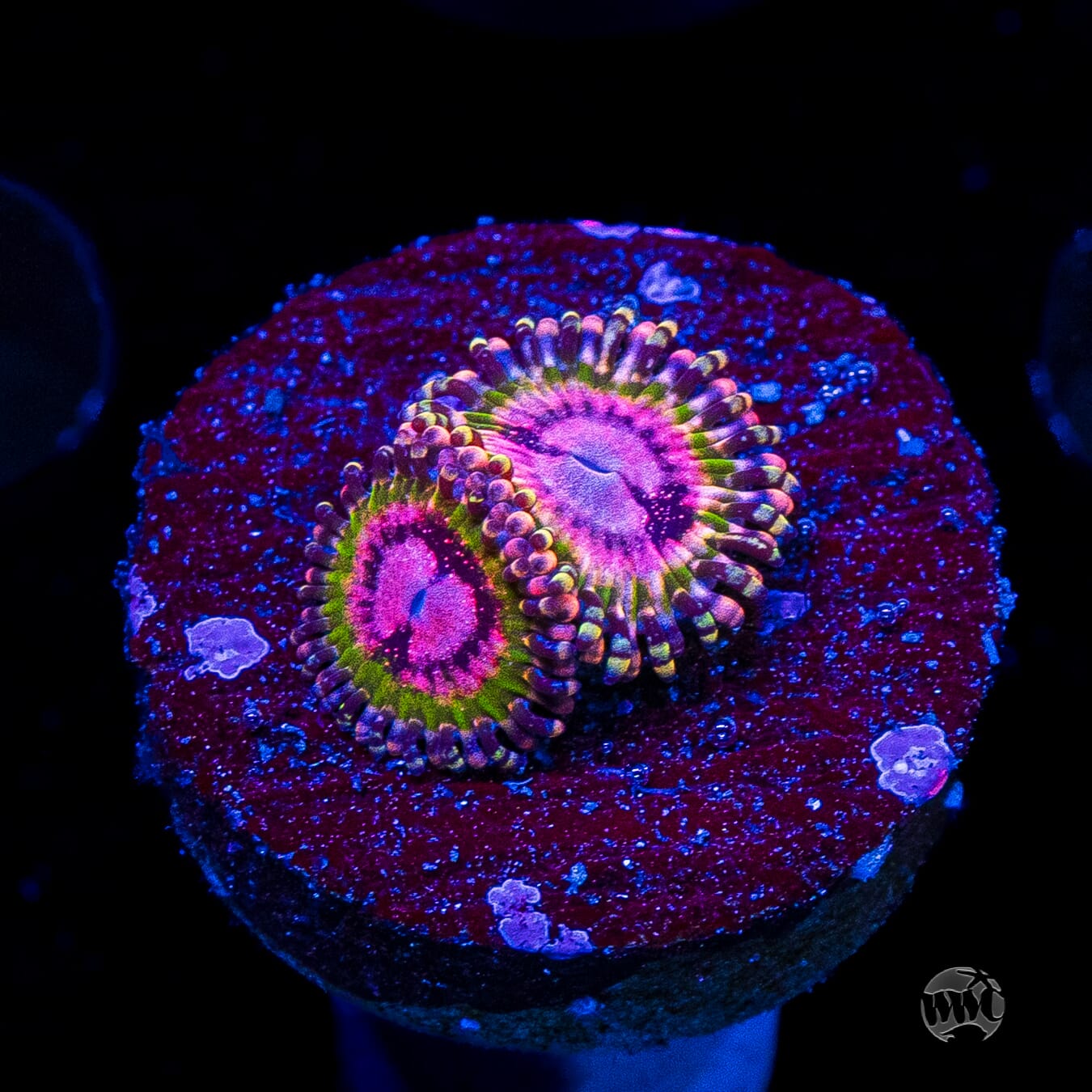 WWC Pink Krakatoa Zoanthids