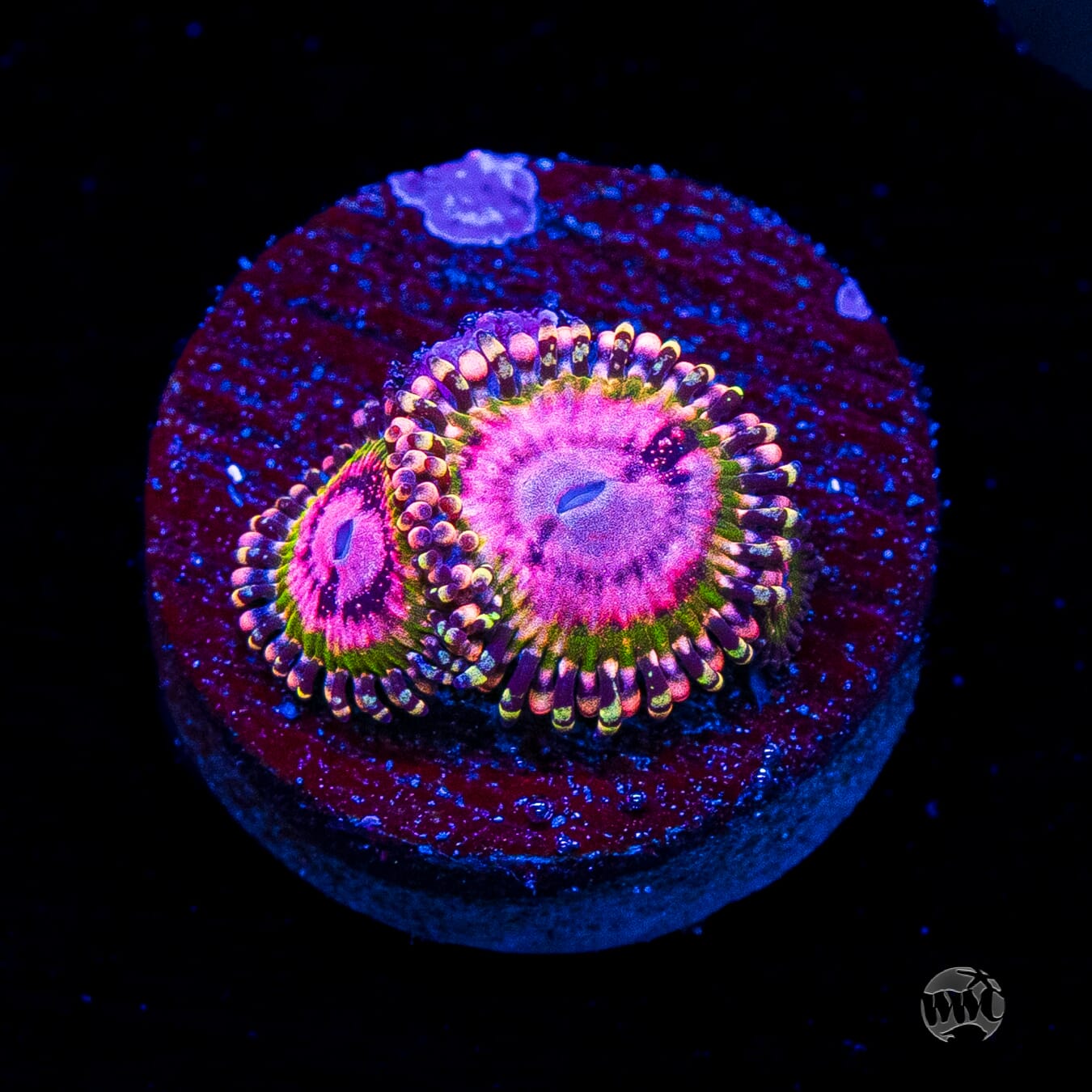 WWC Pink Krakatoa Zoanthids