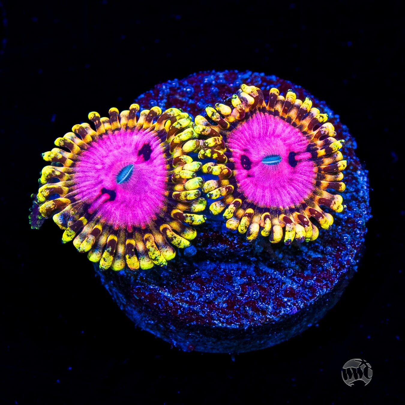 RR Pink Diamond Zoanthids
