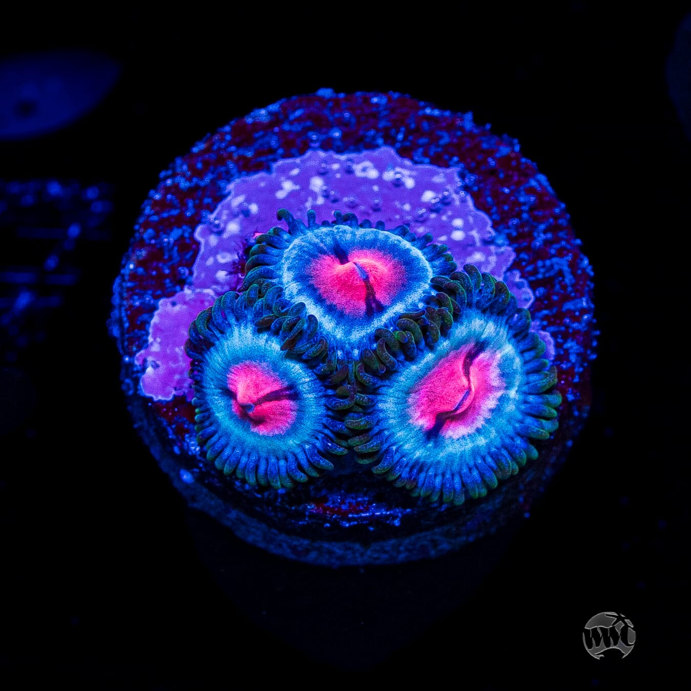 Miami Vice Zoanthids