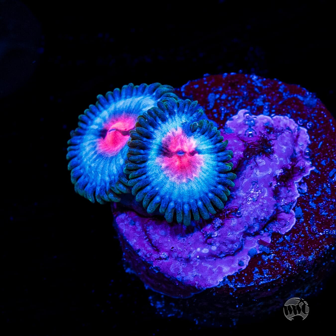 Miami Vice Zoanthids