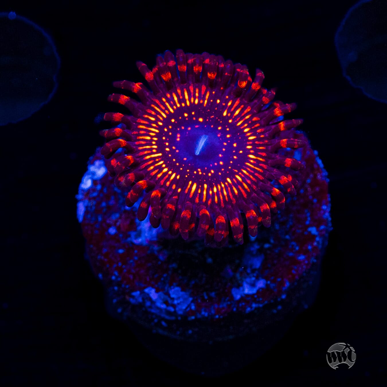 WWC Balrog Zoanthids