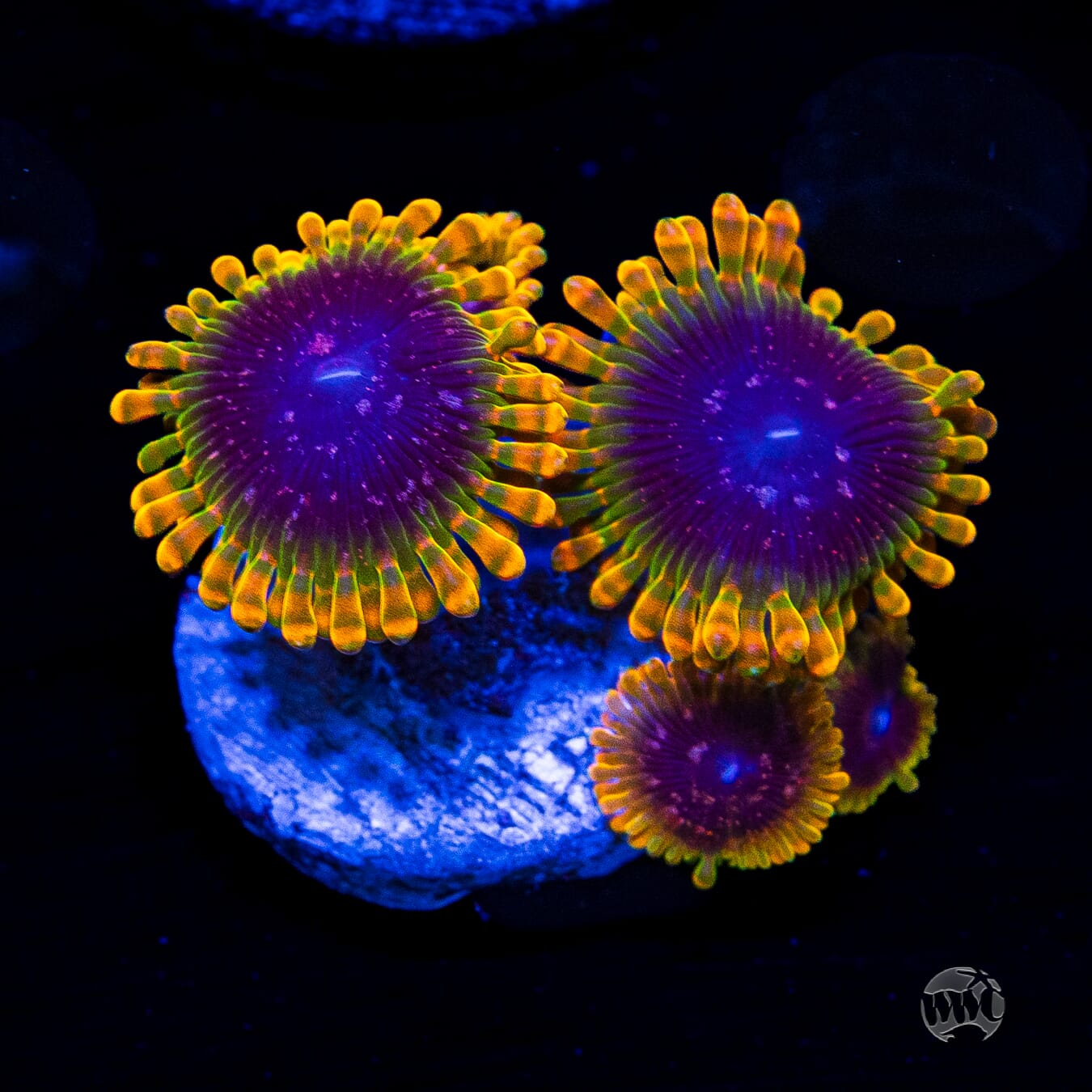Jason Fox Acid Reflux Zoanthids