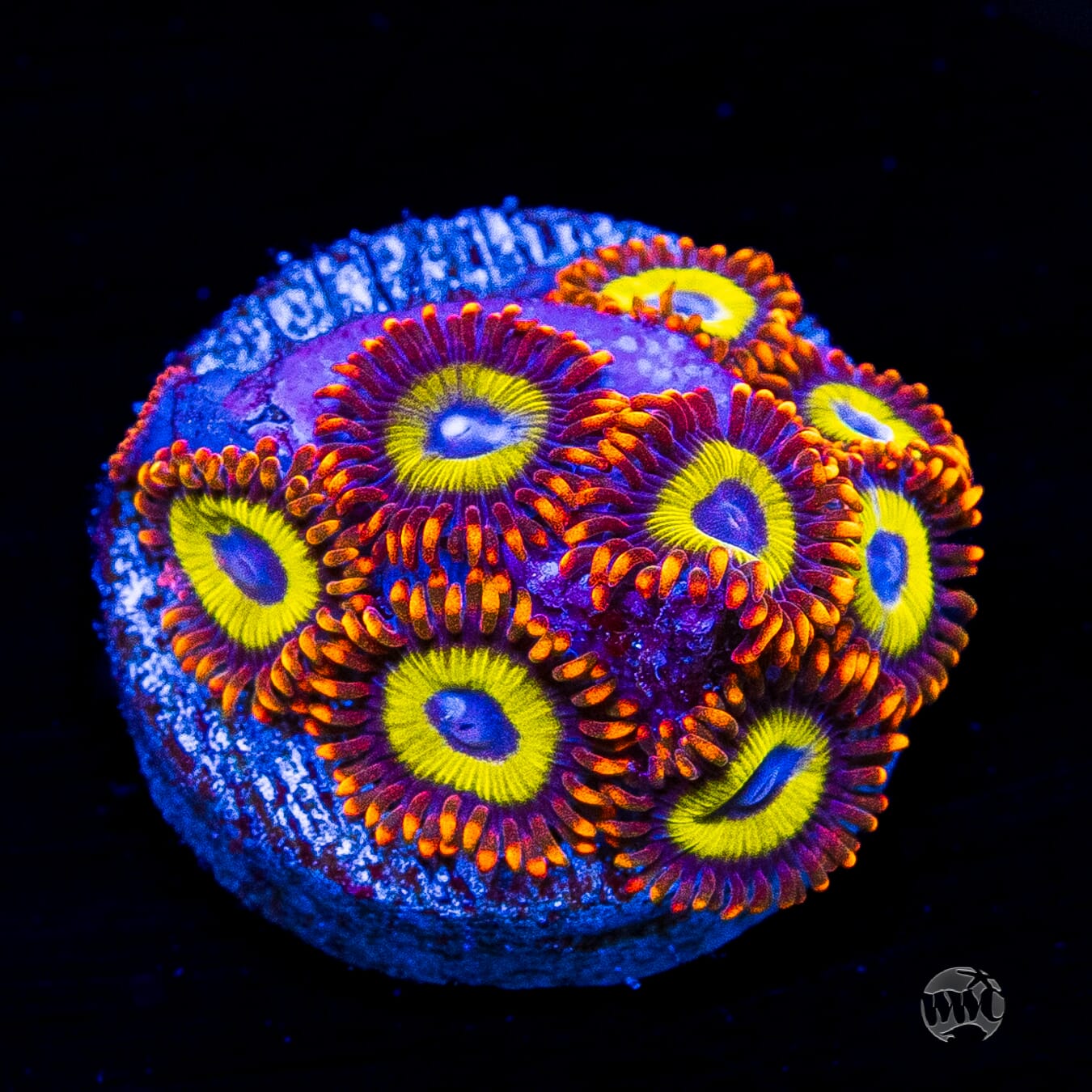 Fruit Loopz Zoanthids