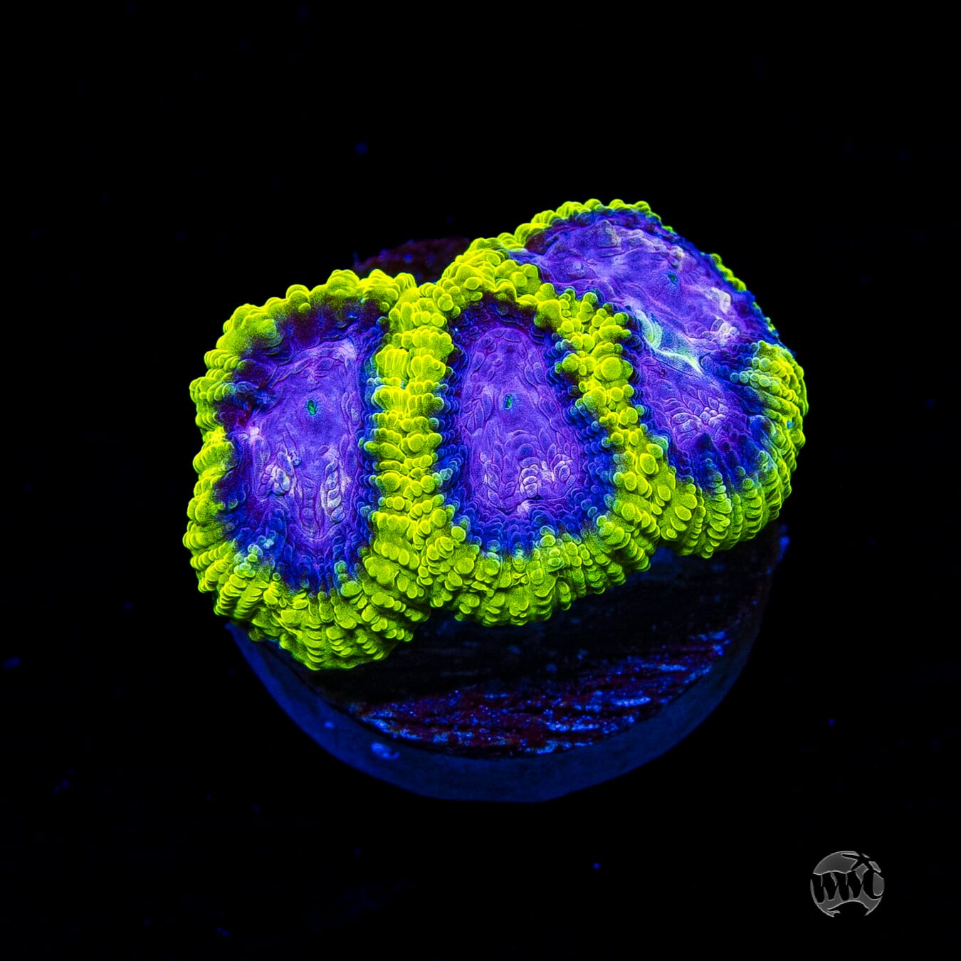 WWC Space Monkey Favia