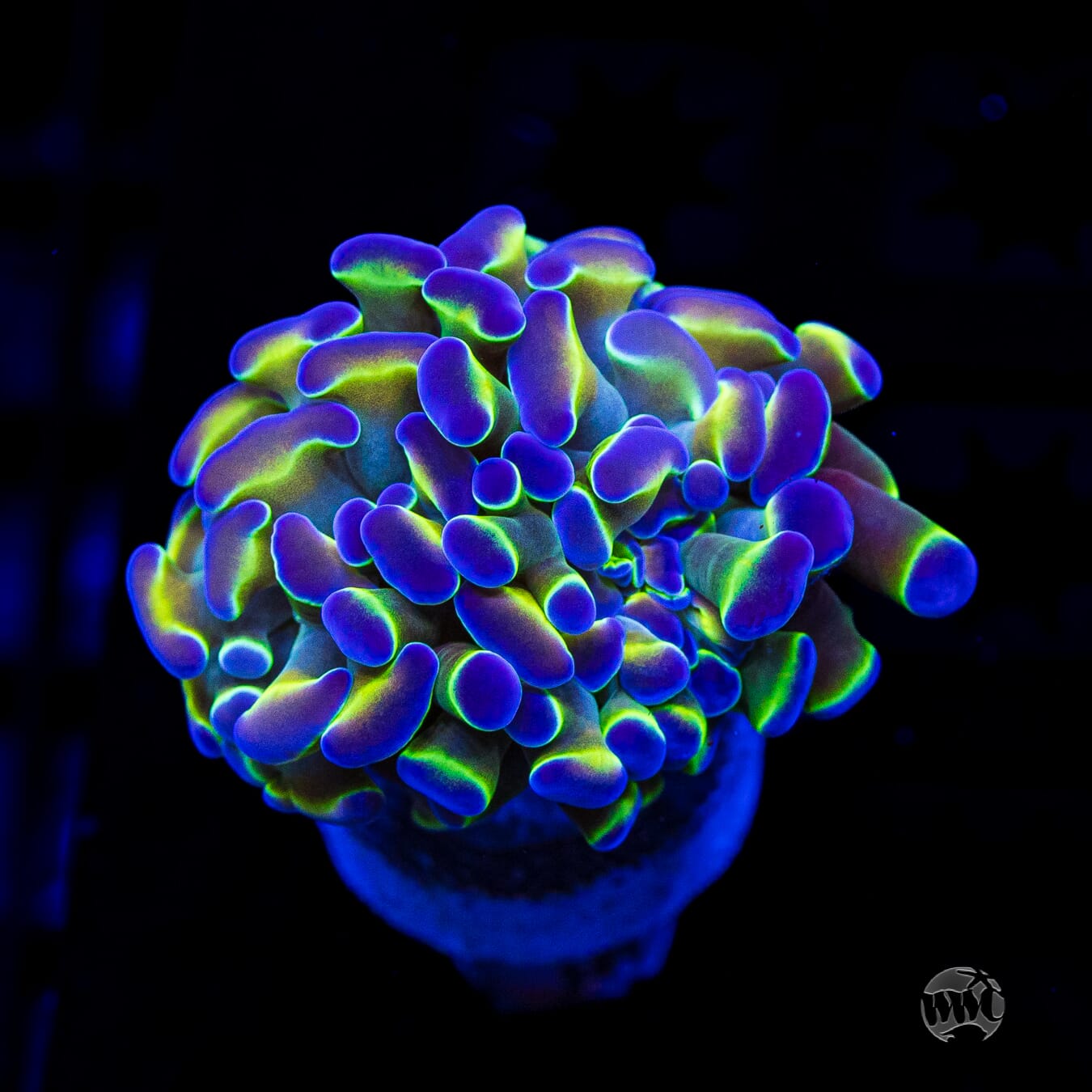 Hologram Branching Hammer