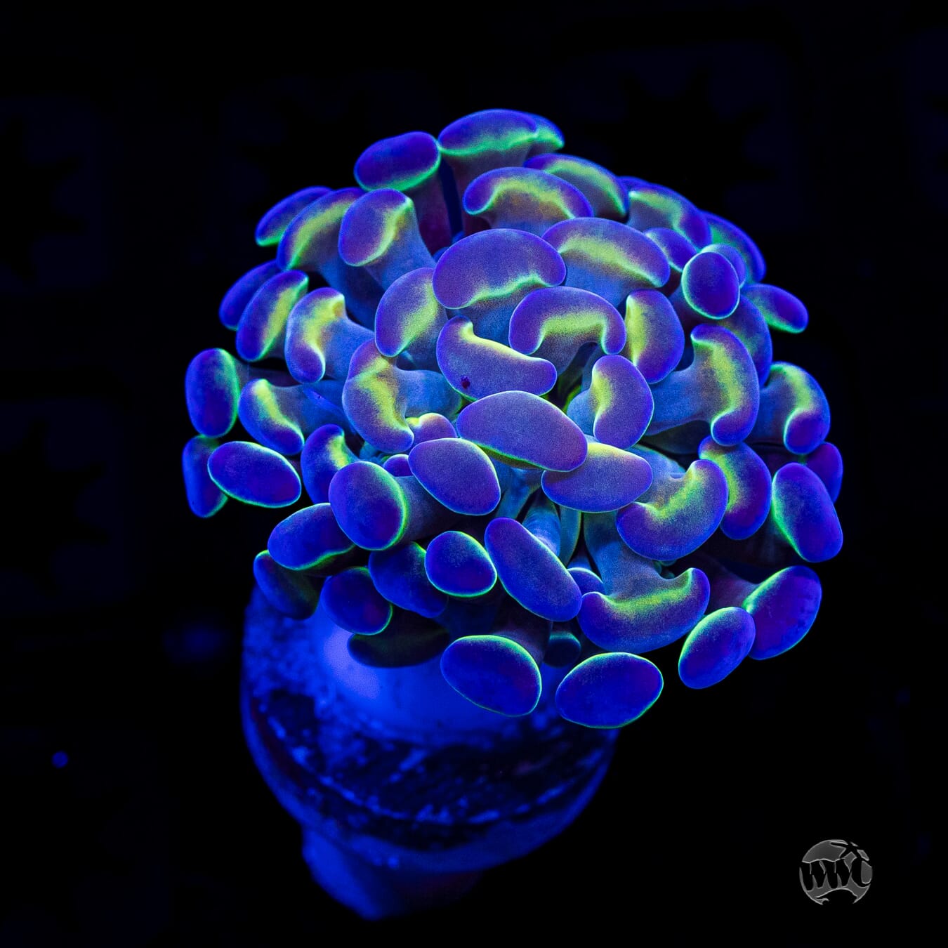Hologram Branching Hammer