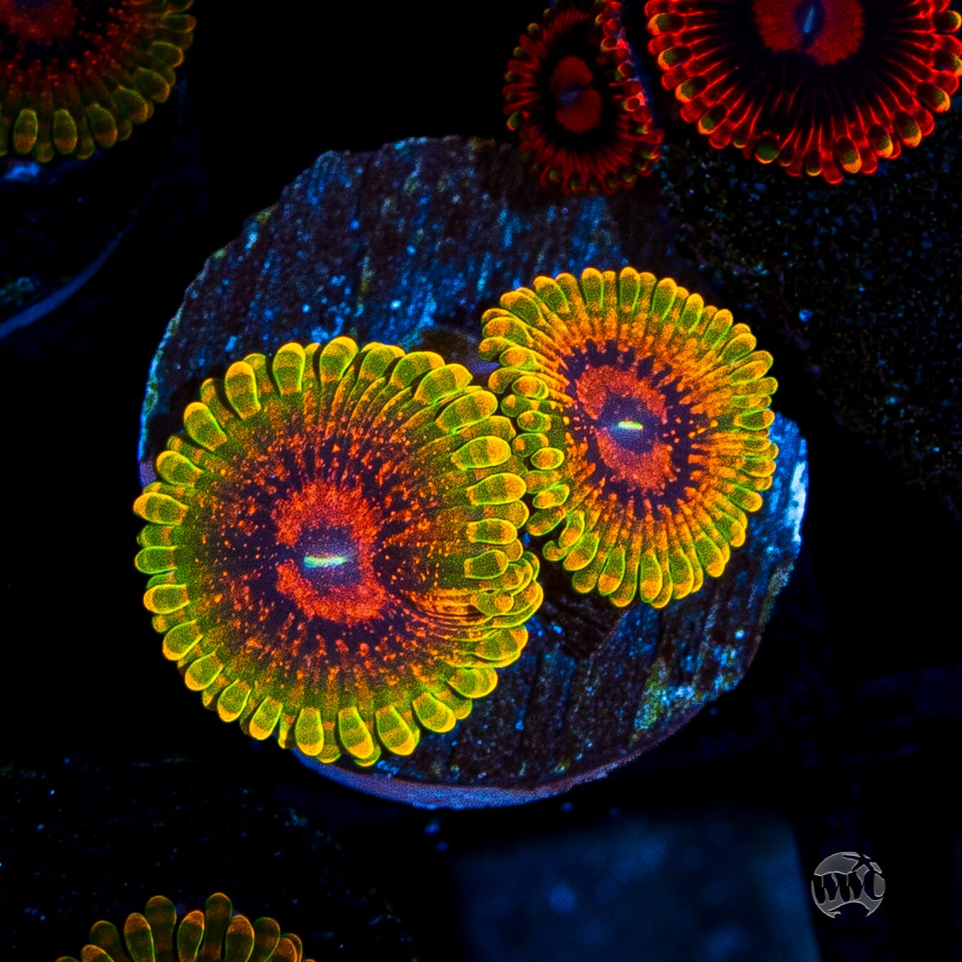 Grand Master Krakatoa Zoanthids