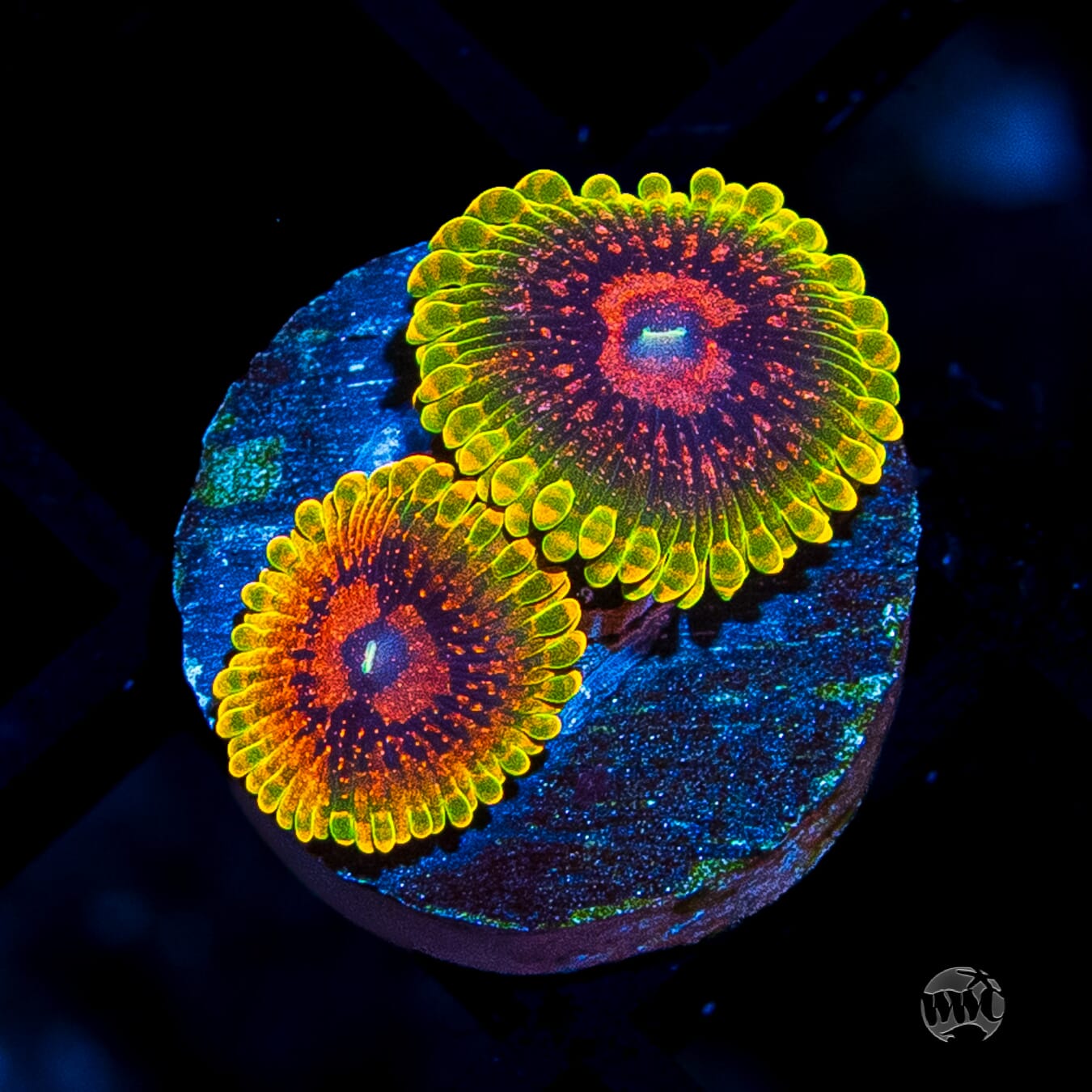 Grand Master Krakatoa Zoanthids