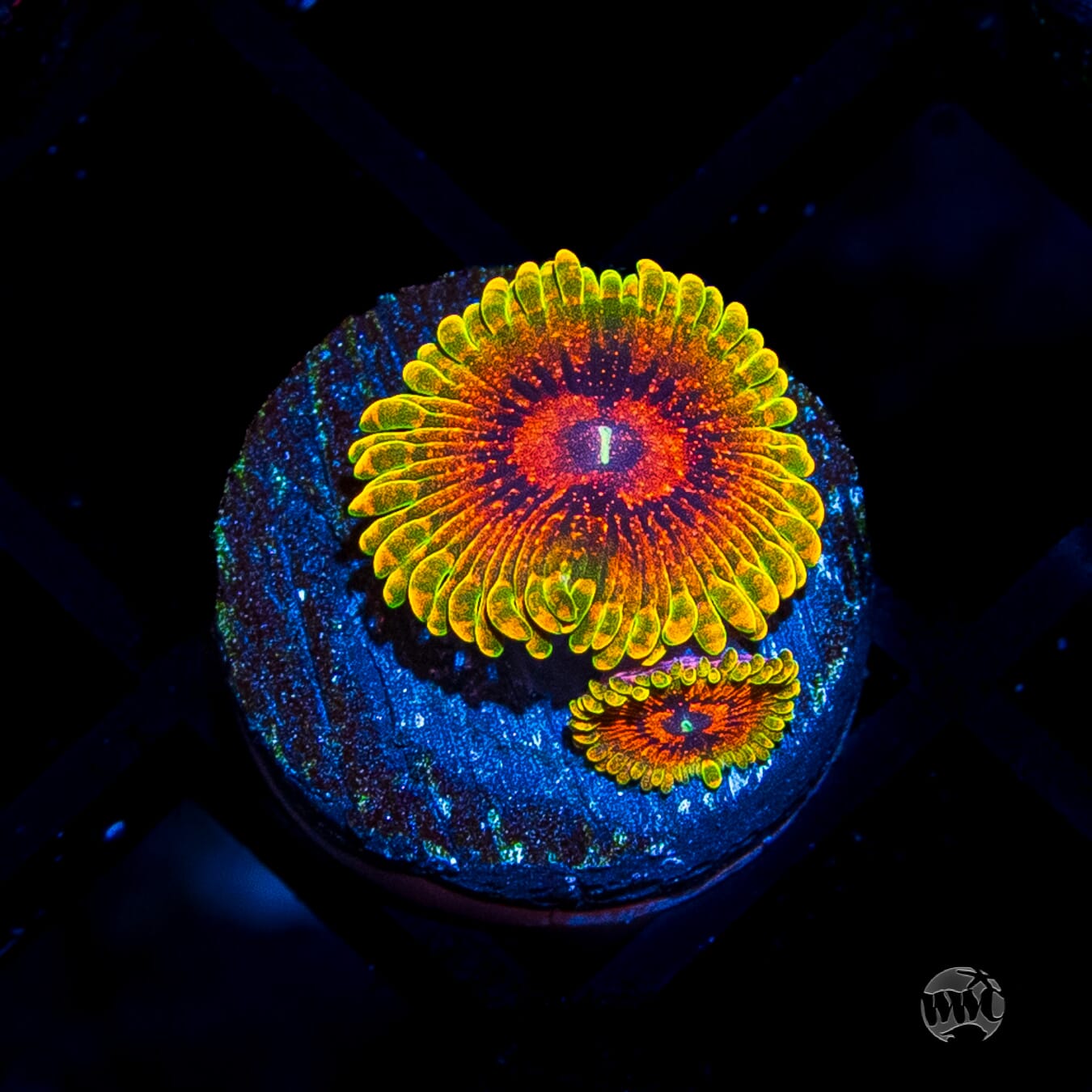 Grand Master Krakatoa Zoanthids