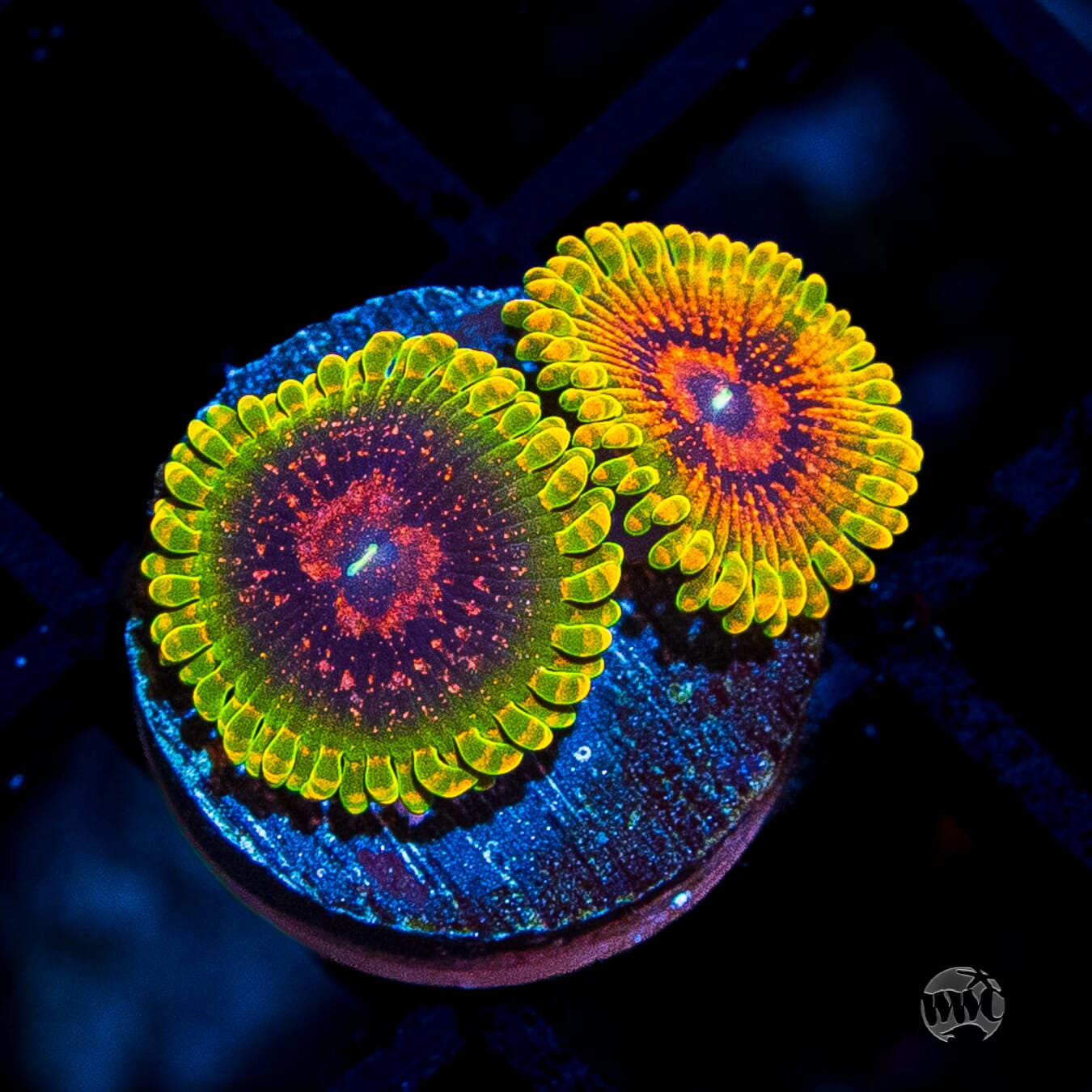Grand Master Krakatoa Zoanthids