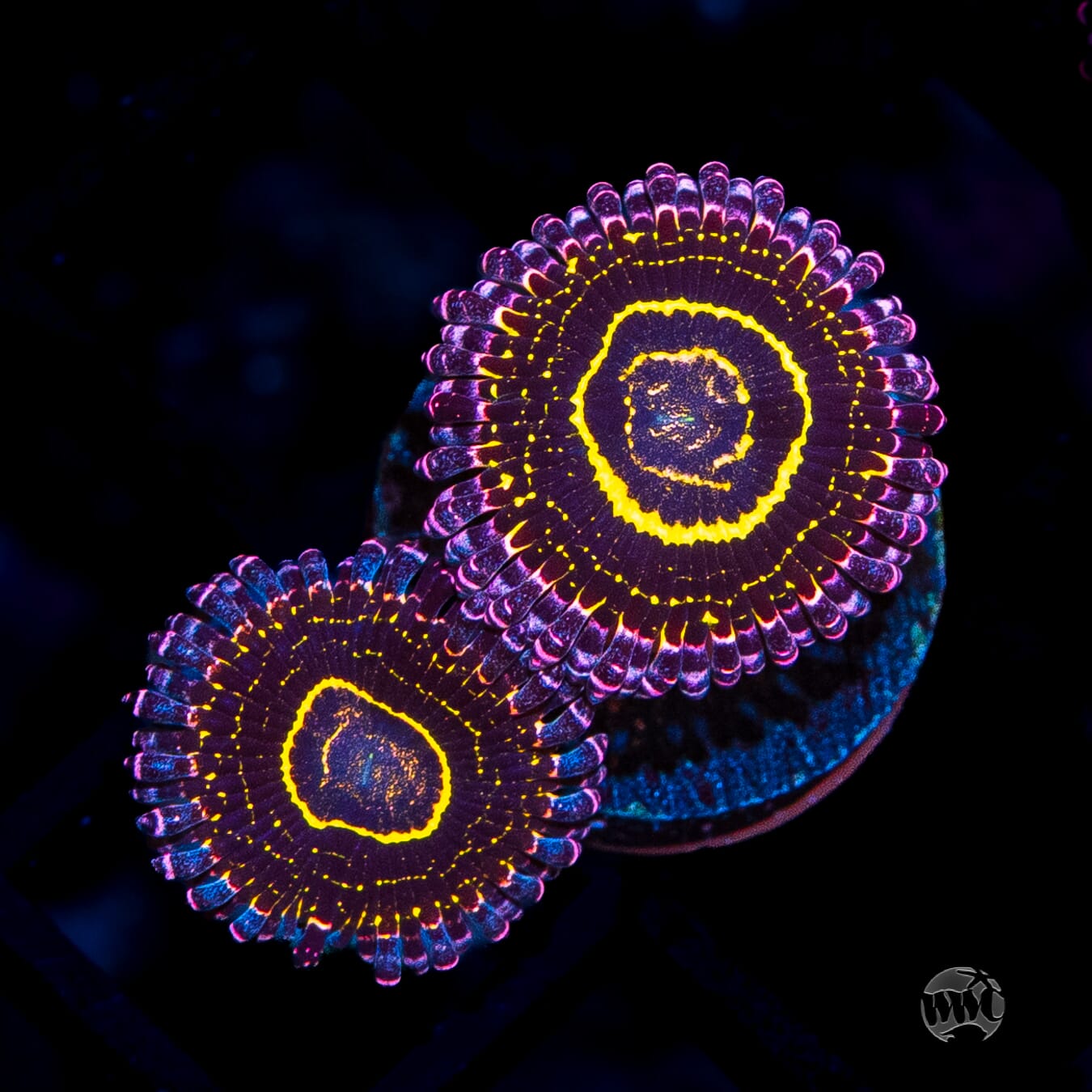 Stratosphere Zoanthids