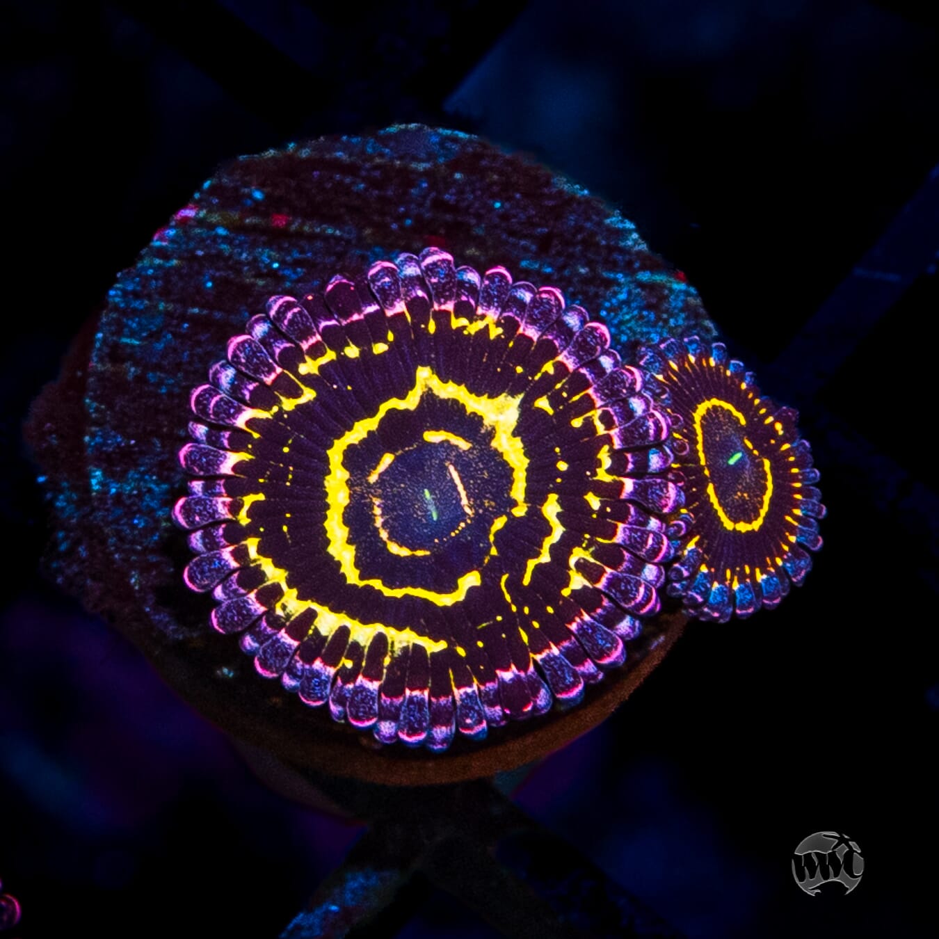 Stratosphere Zoanthids
