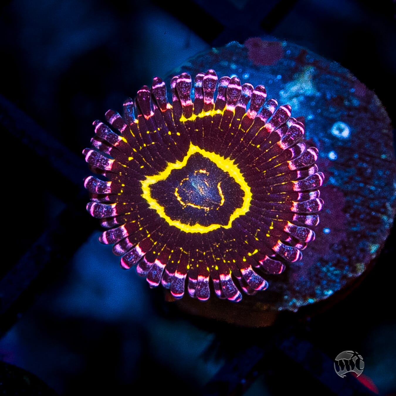 Stratosphere Zoanthids