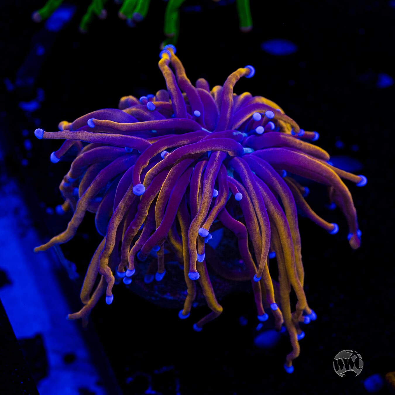 Indo Gold Torch