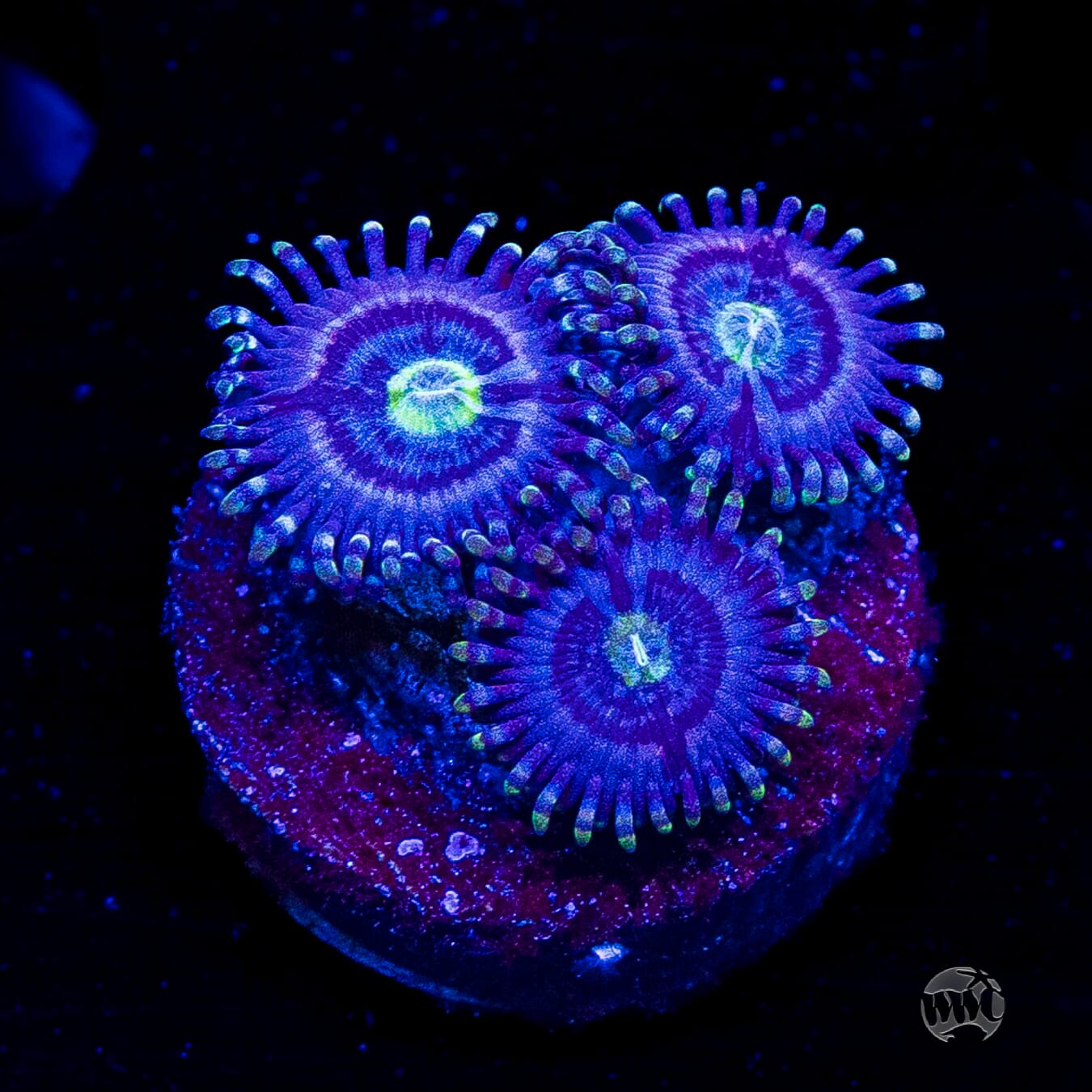 WWC Avocado Smasher Zoanthids