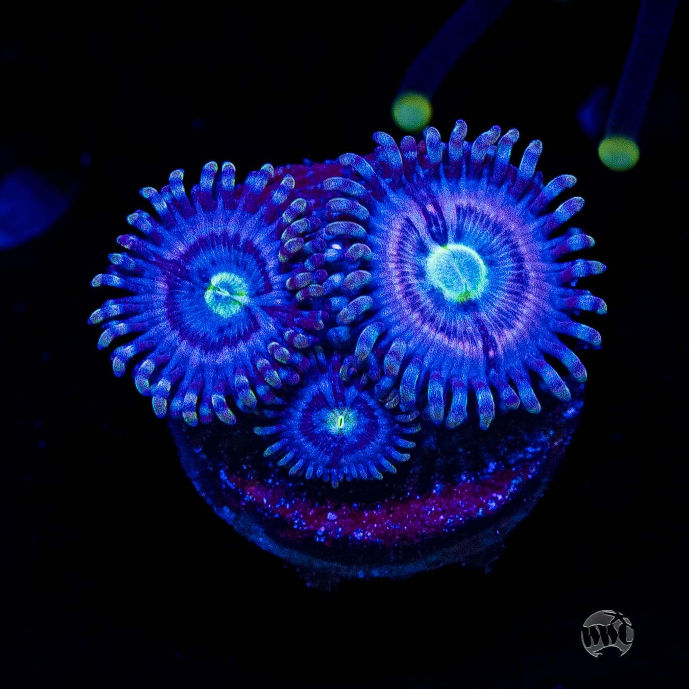 WWC Avocado Smasher Zoanthids