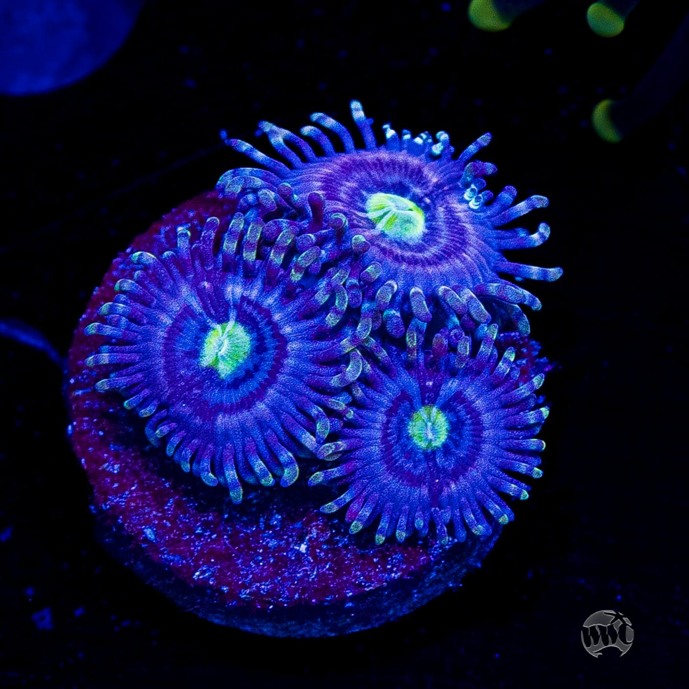 WWC Avocado Smasher Zoanthids