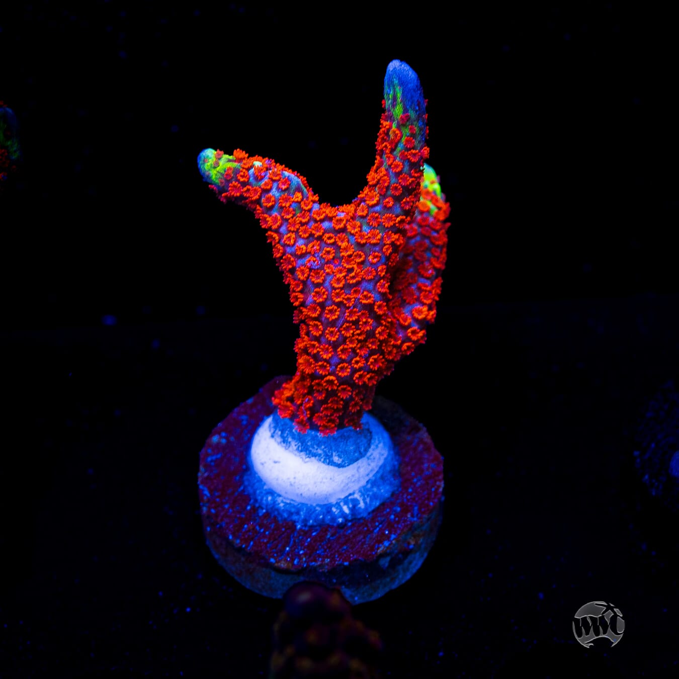 Forest Fire Digitata Montipora