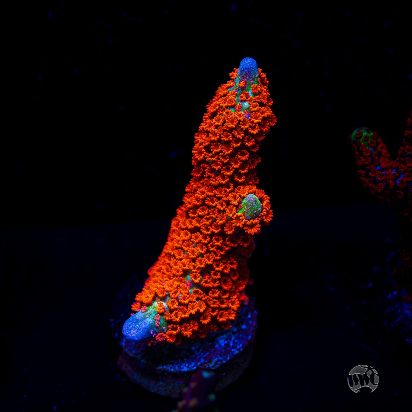 Bubblegum Digitata Montipora