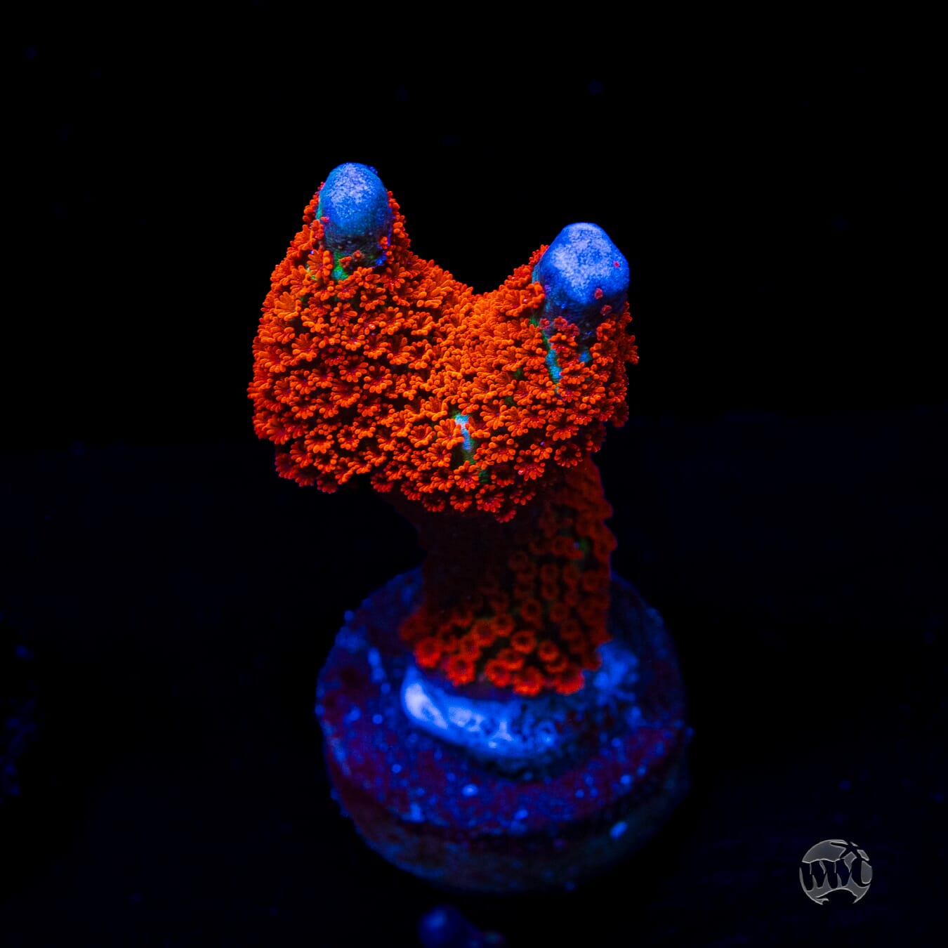 Forest Fire Digitata Montipora