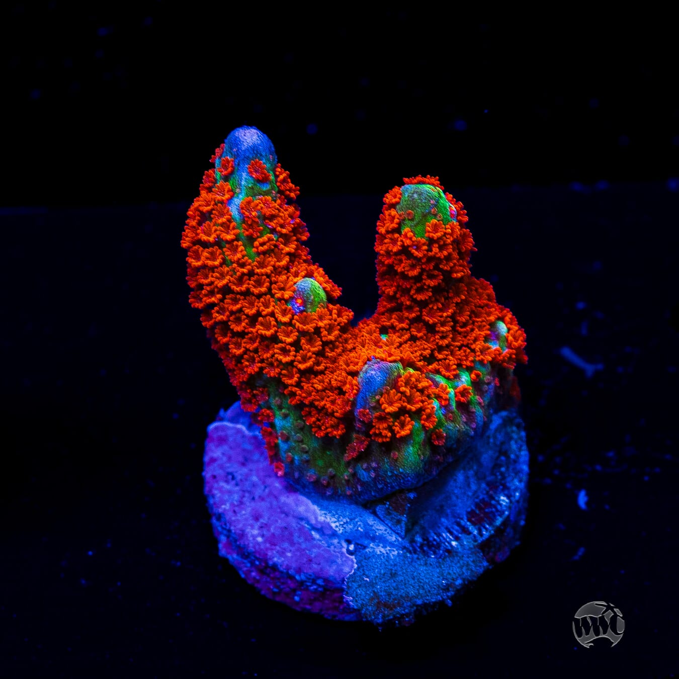 Forest Fire Digitata Montipora