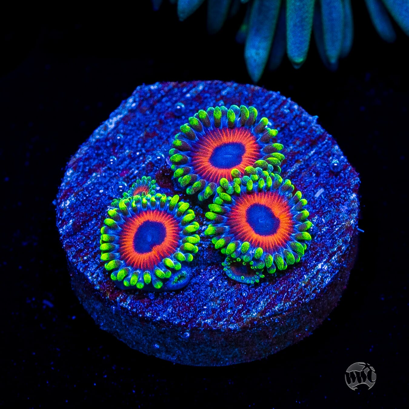 WWC Whammin Watermelon Zoanthids