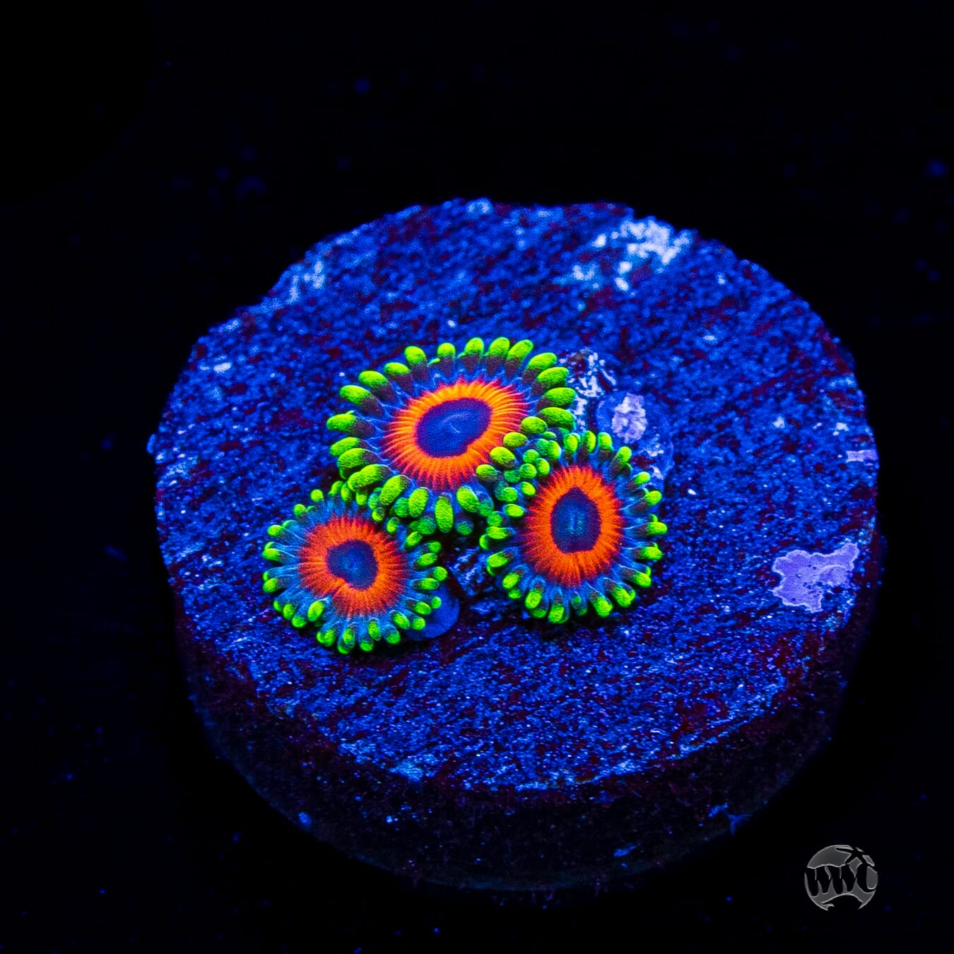 WWC Whammin Watermelon Zoanthids