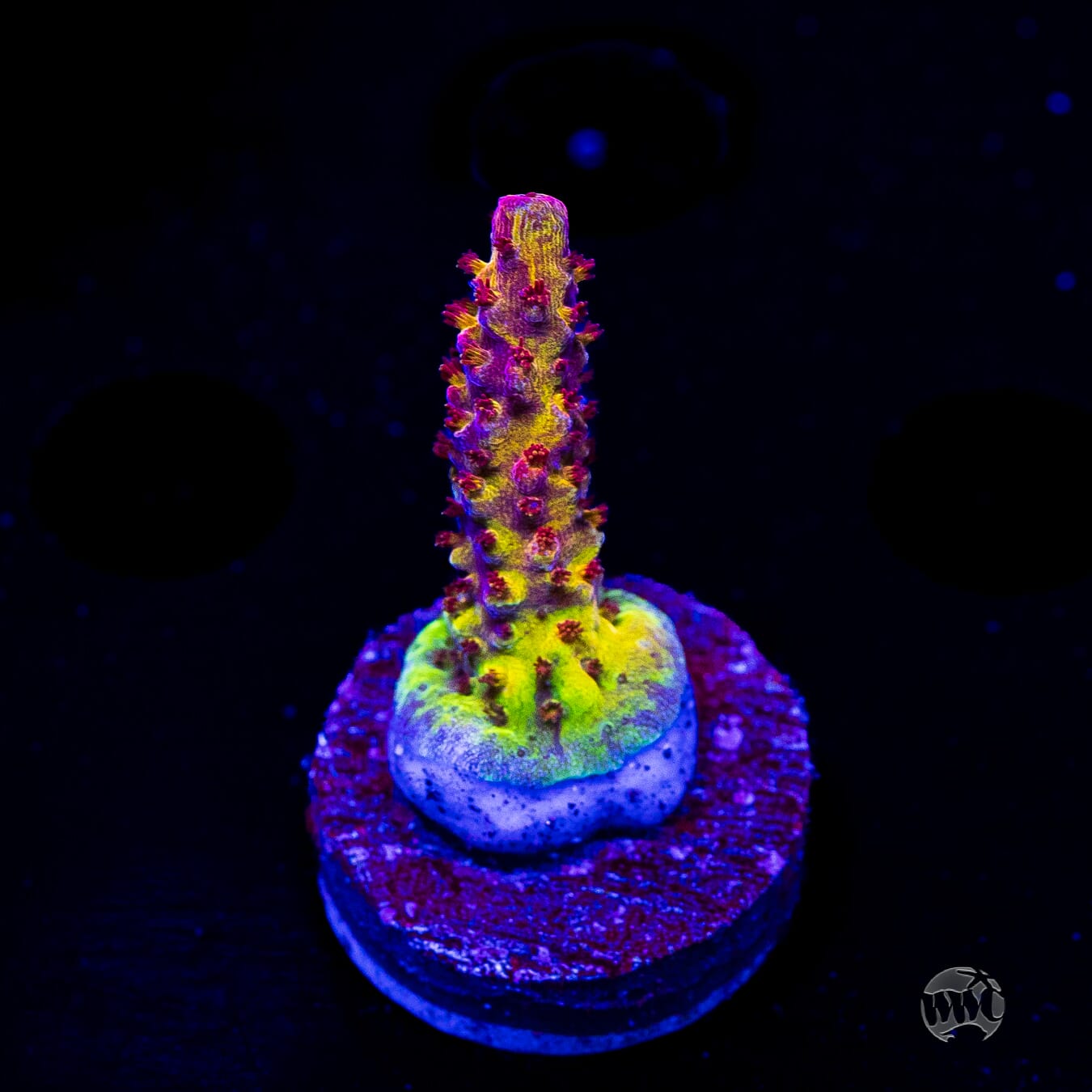 PC Rainbow Acropora