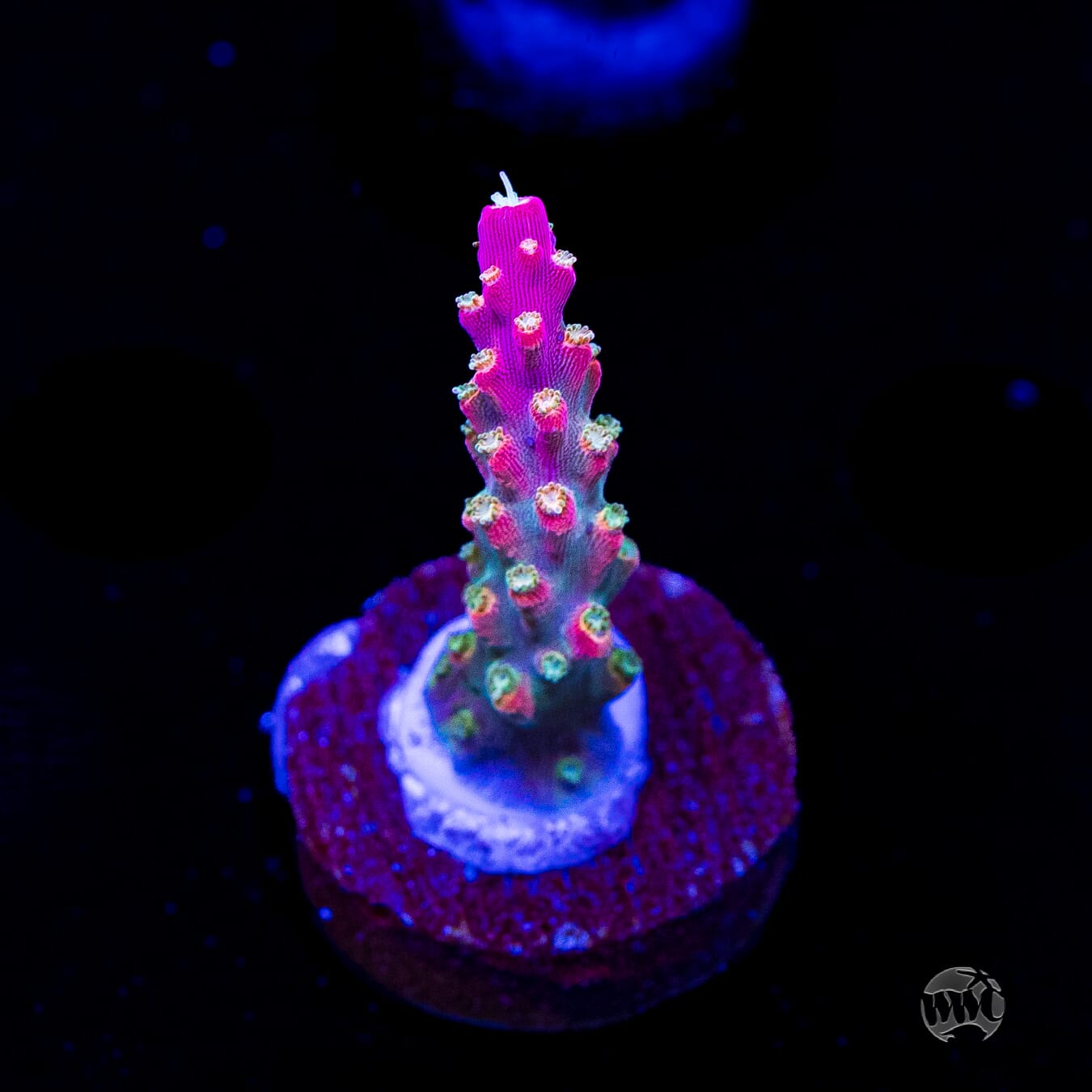 Jason Fox Shock Tart Acropora