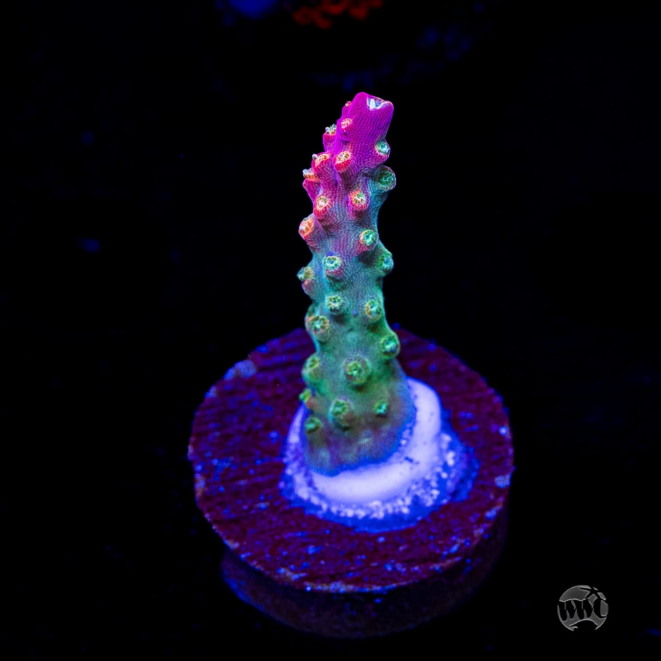Jason Fox Shock Tart Acropora