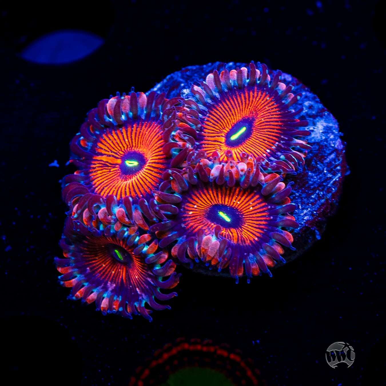 Seduction Zoanthids