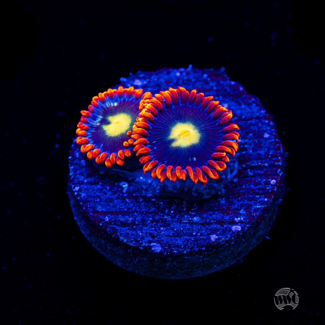 WWC Mandarin Monster Zoanthids
