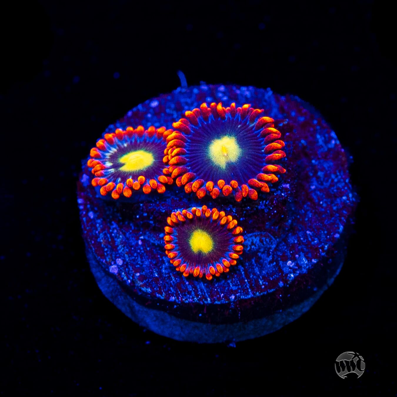 WWC Mandarin Monster Zoanthids