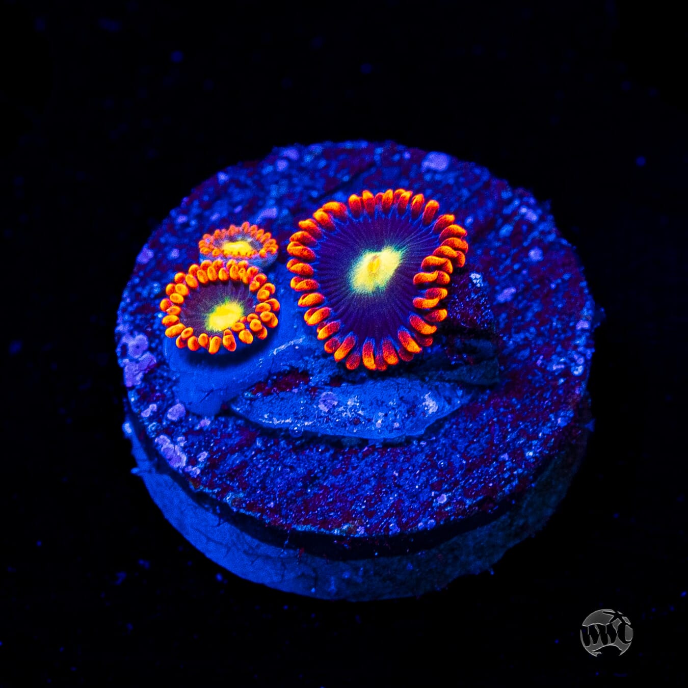 WWC Mandarin Monster Zoanthids