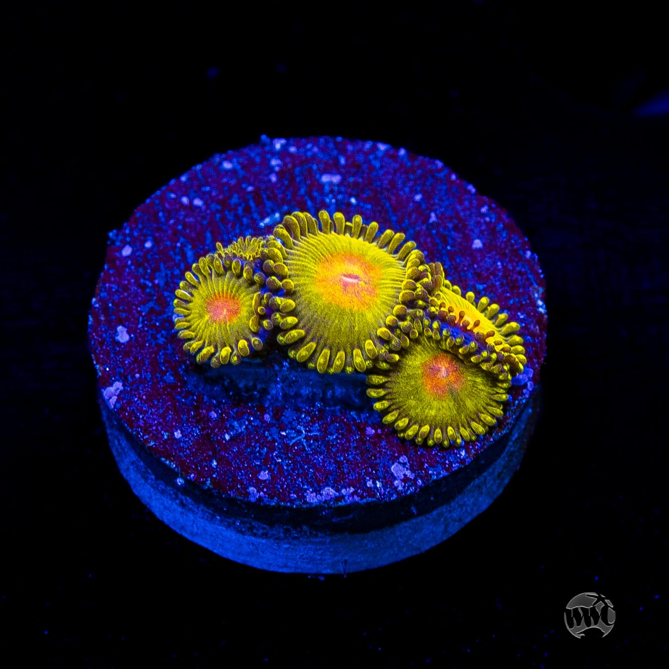 WWC Golden Gods Zoanthids