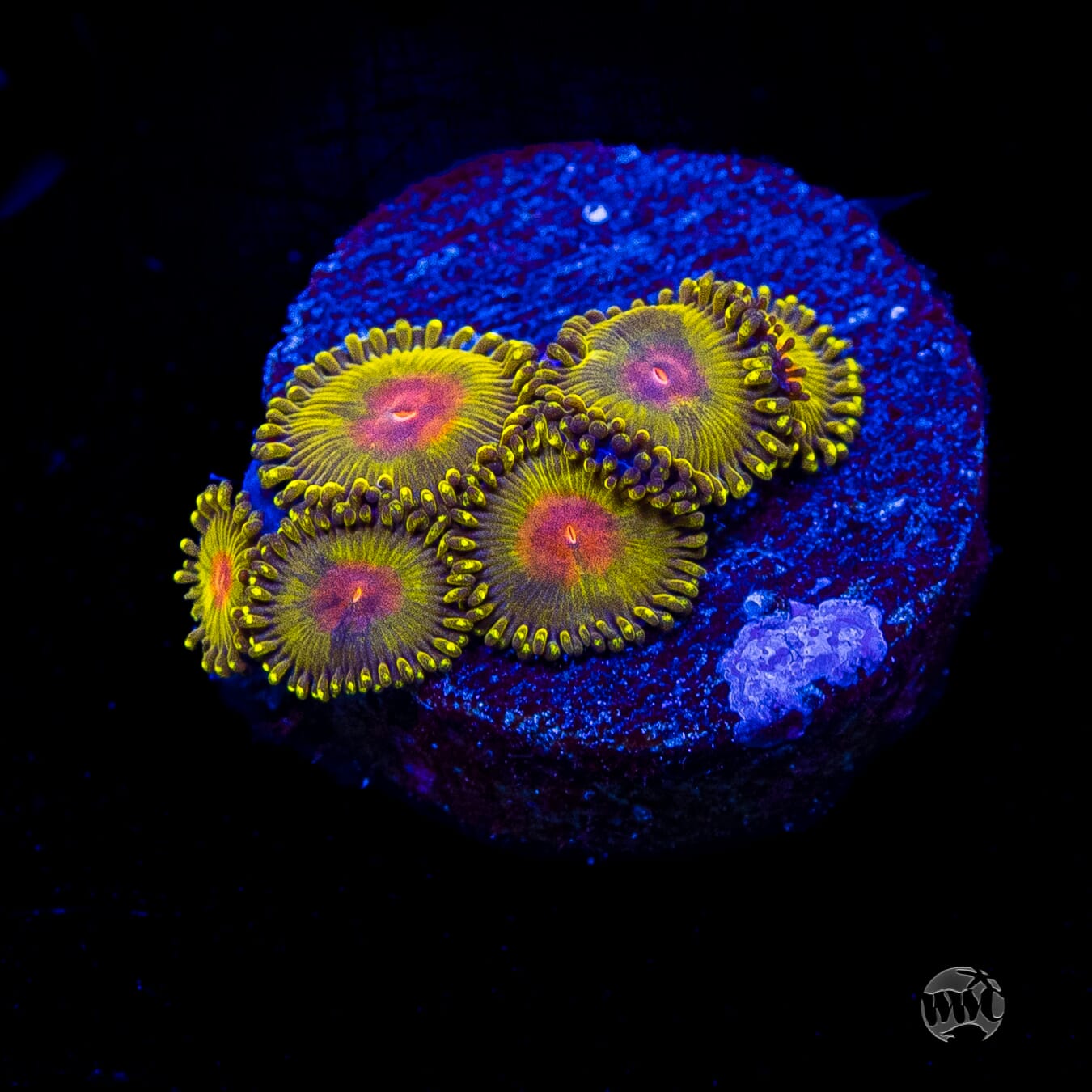 WWC Golden Gods Zoanthids