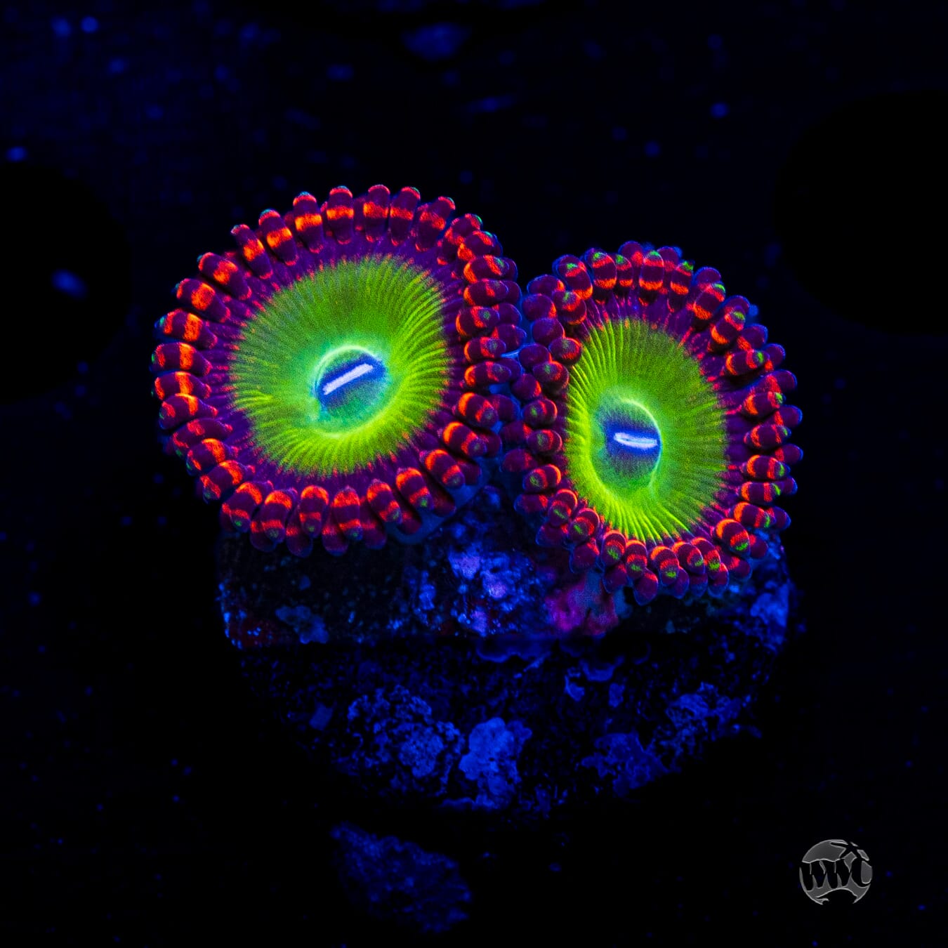Candy Apple Red Zoanthids